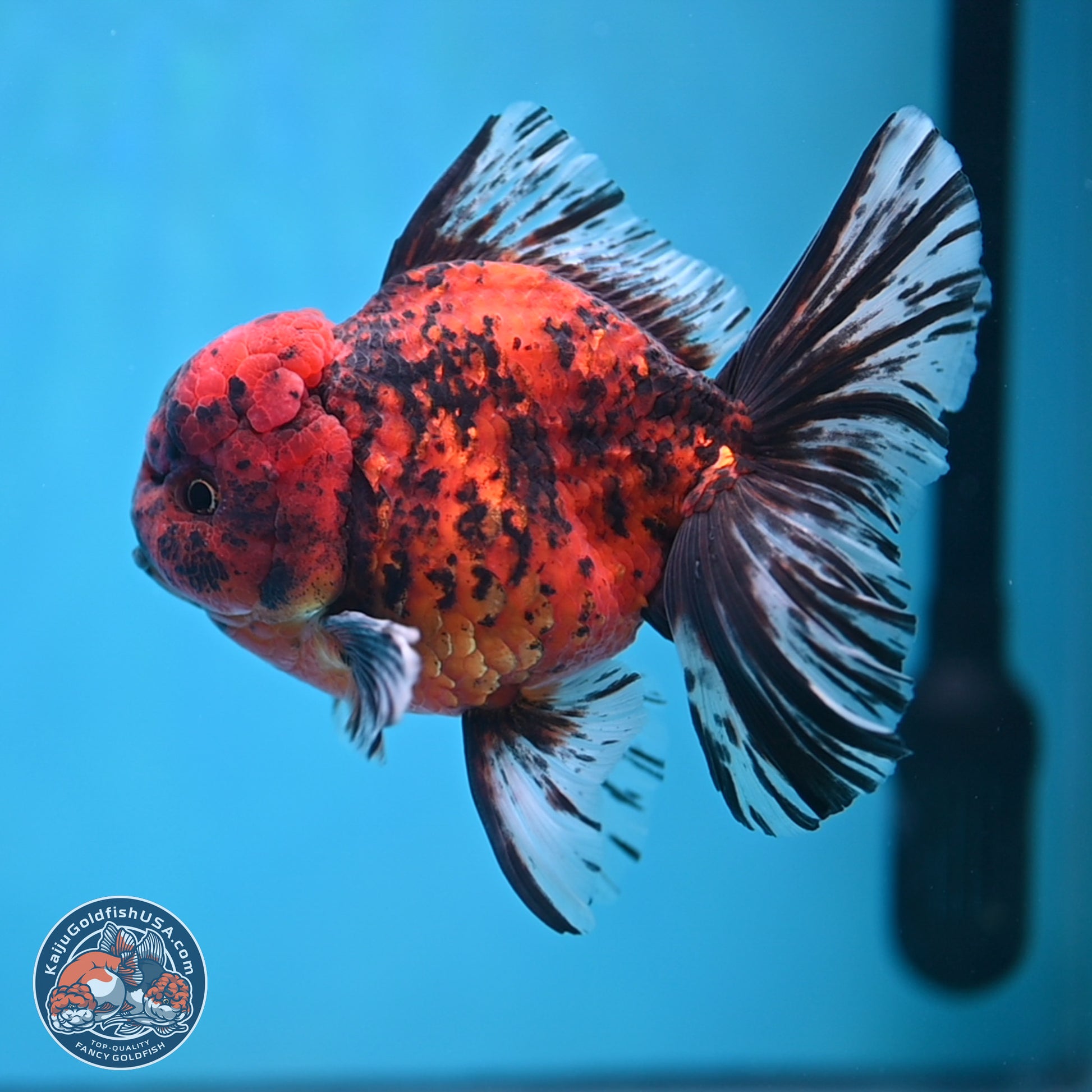 Tiger Rose Tail Oranda 6 inches - Male (241115_OR15) - Kaiju Goldfish USA