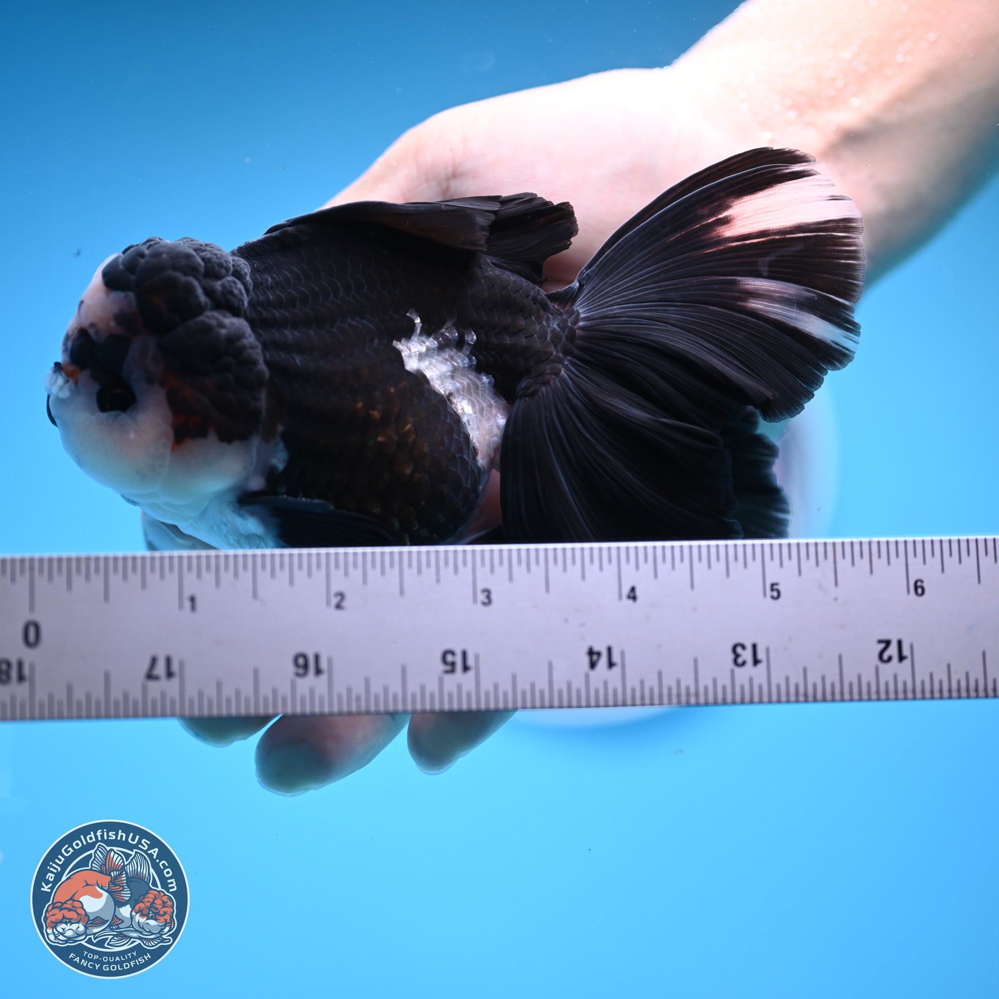 Panda Butterfly Tail Oranda 5.5 inches (241025_OR15) - Kaiju Goldfish USA