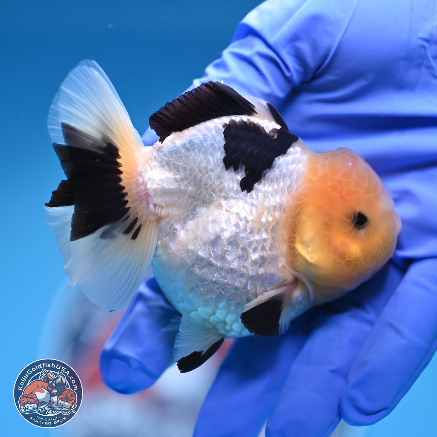 Panda Oranda 3.75 inches Body - Male (241227_OR15) - Kaiju Goldfish USA