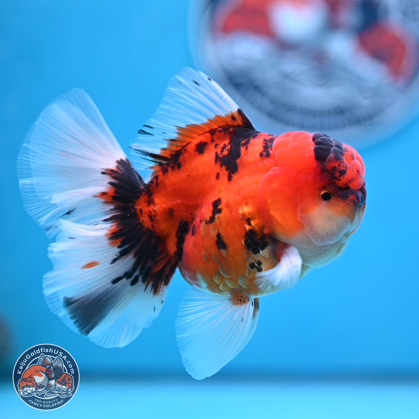 Tiger Orchid Tail Oranda 3.5 inches Body - Male (250307_OR15)