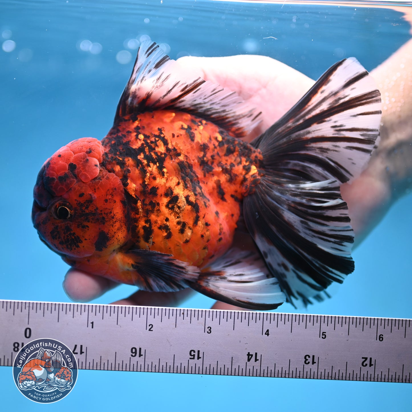 Tiger Rose Tail Oranda 6 inches - Male (241115_OR15) - Kaiju Goldfish USA