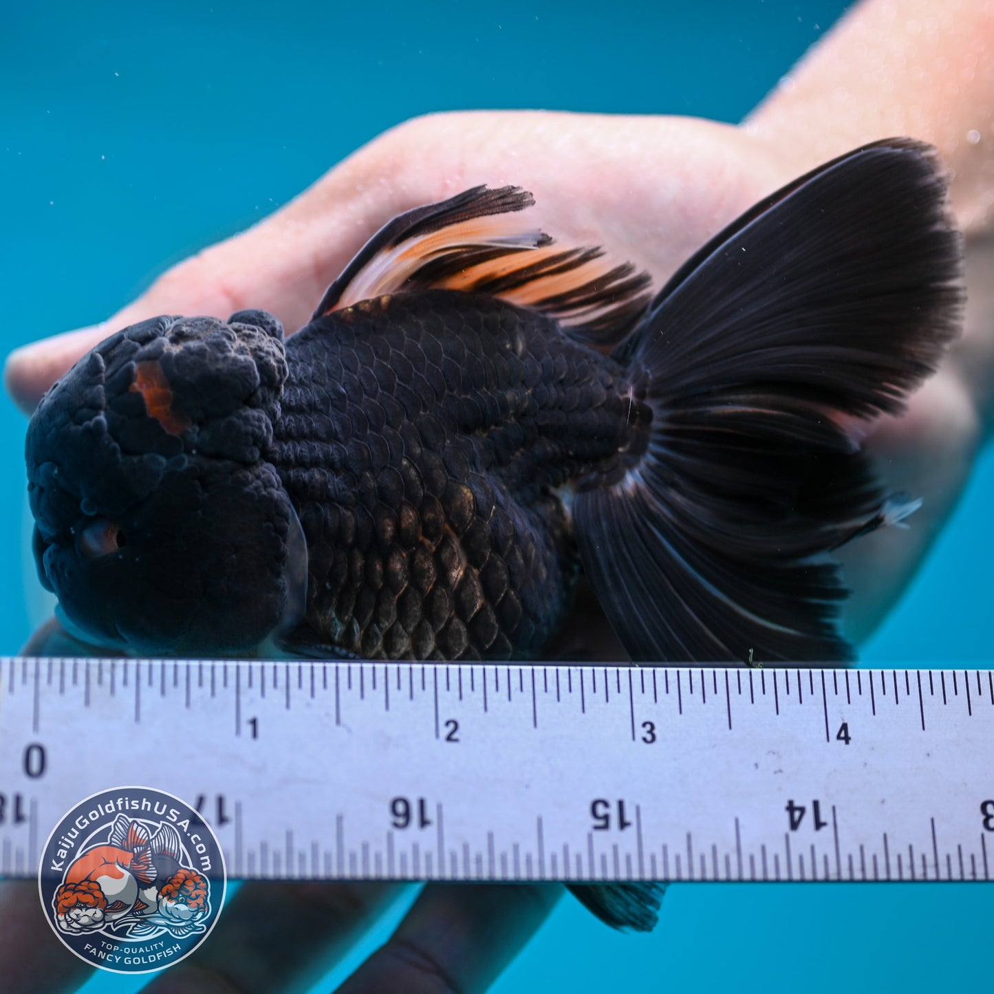 Black Rose Tail Oranda 3 inches Body (250502_OR15)