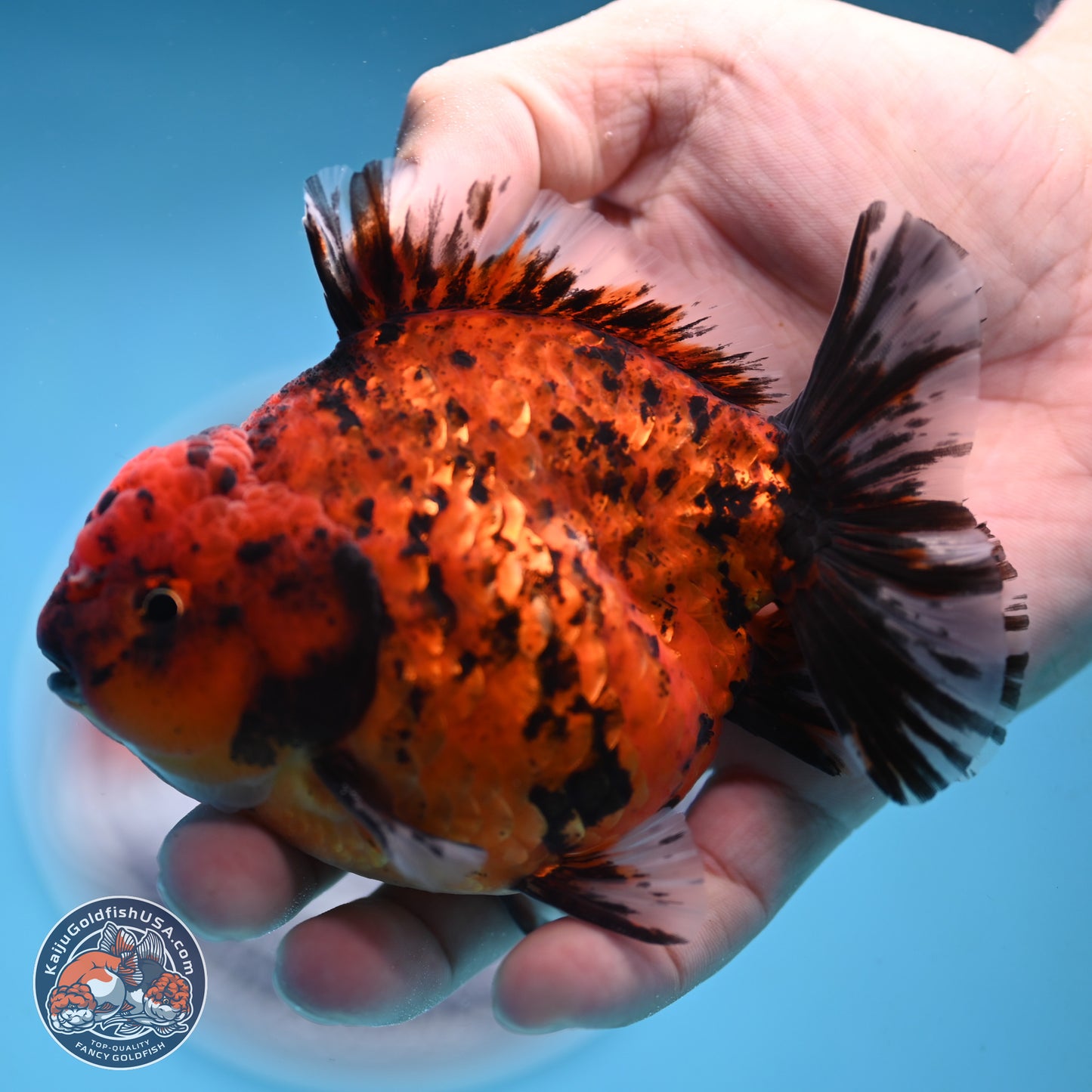 Shogun Tiger Oranda 4 inches Body - Male (250131_OR15)