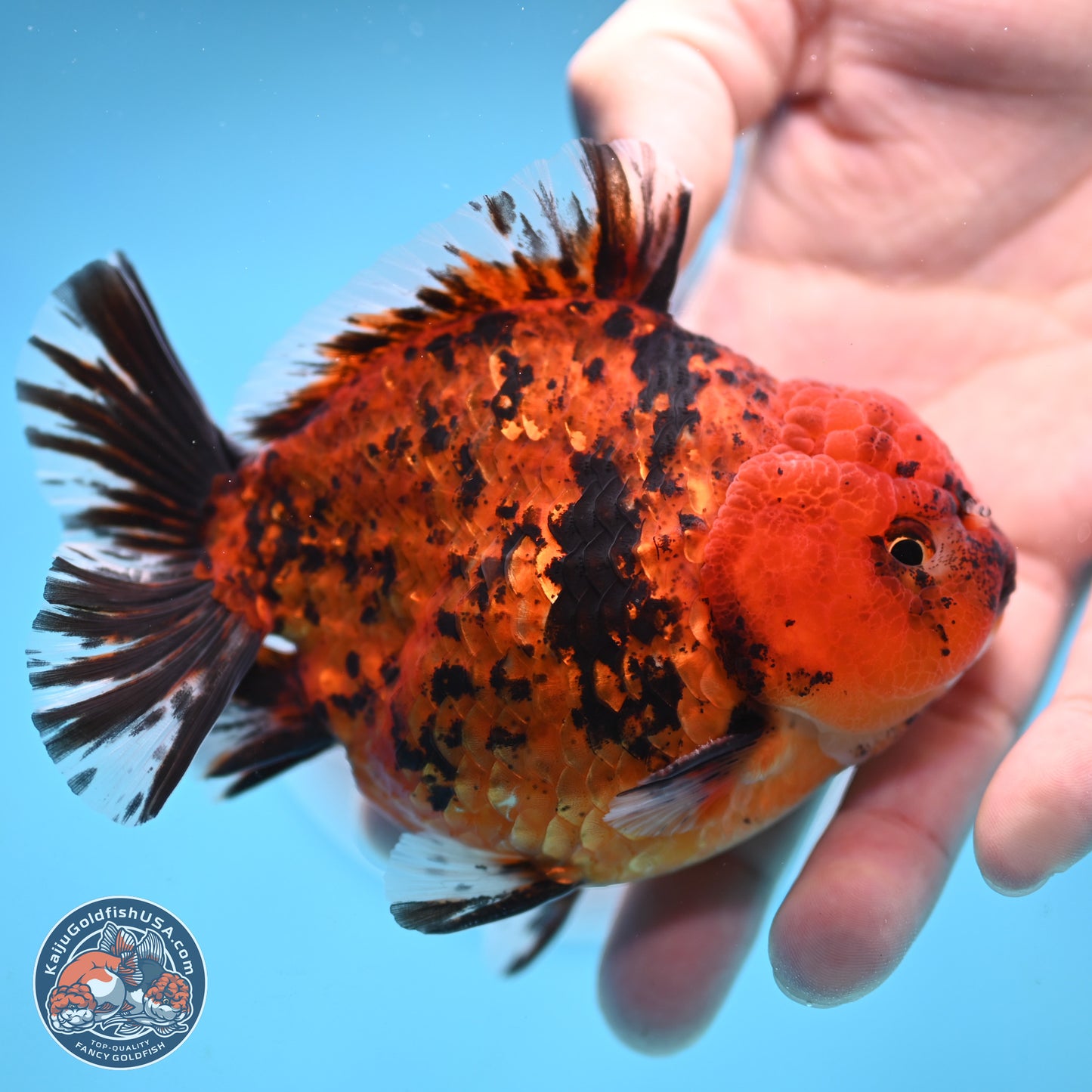 Shogun Tiger Oranda 4 inches Body - Male (250131_OR15)