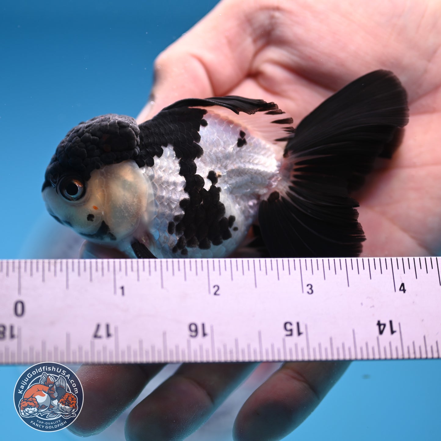 Black Cap Panda Rose Tail Oranda 2.8 inches Body - Male (250314_OR15)