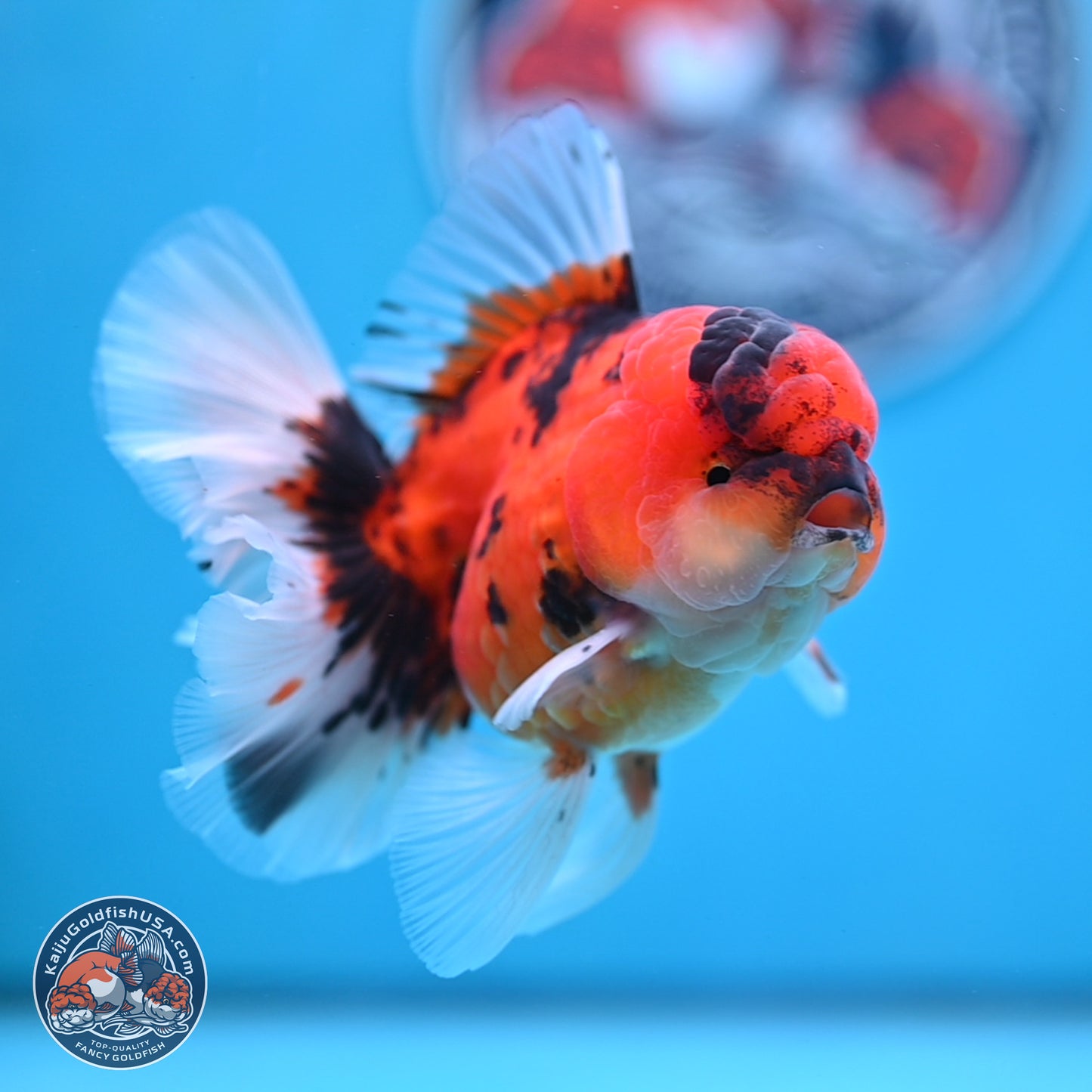 Tiger Orchid Tail Oranda 3.5 inches Body - Male (250307_OR15)