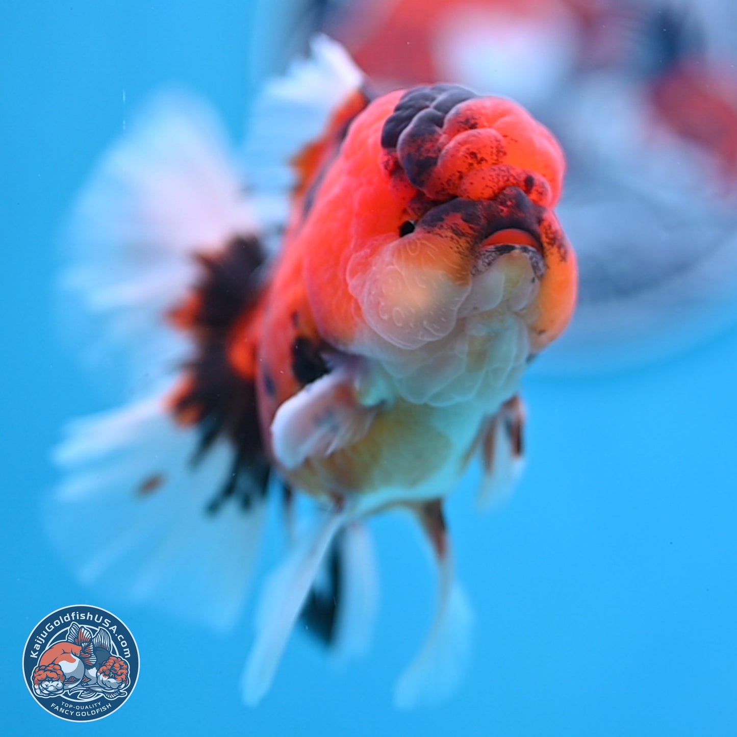 Tiger Orchid Tail Oranda 3.5 inches Body - Male (250307_OR15)