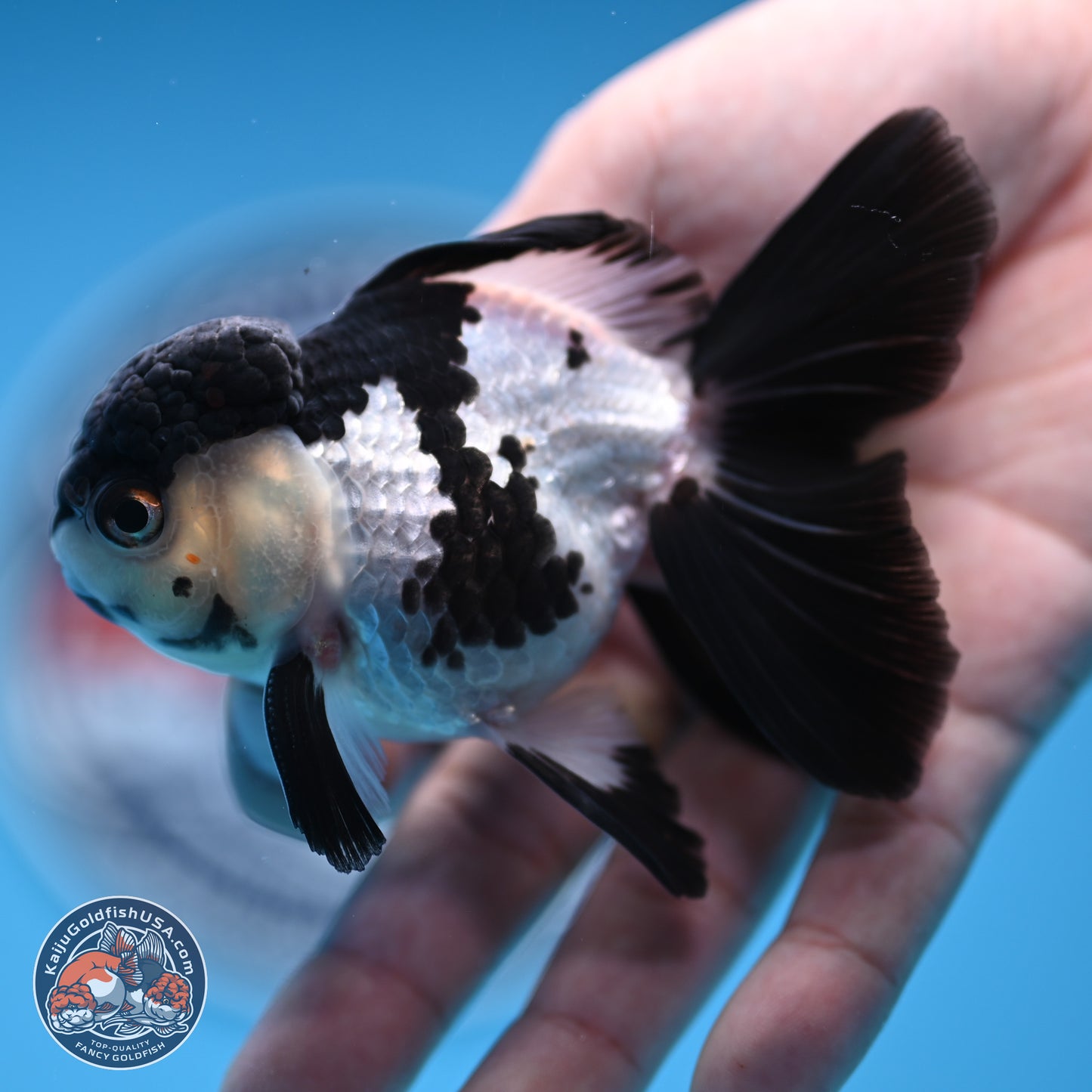 Black Cap Panda Rose Tail Oranda 2.8 inches Body - Male (250314_OR15)