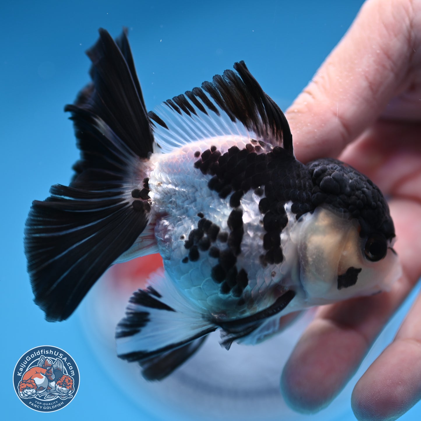 Black Cap Panda Rose Tail Oranda 2.8 inches Body - Male (250314_OR15)