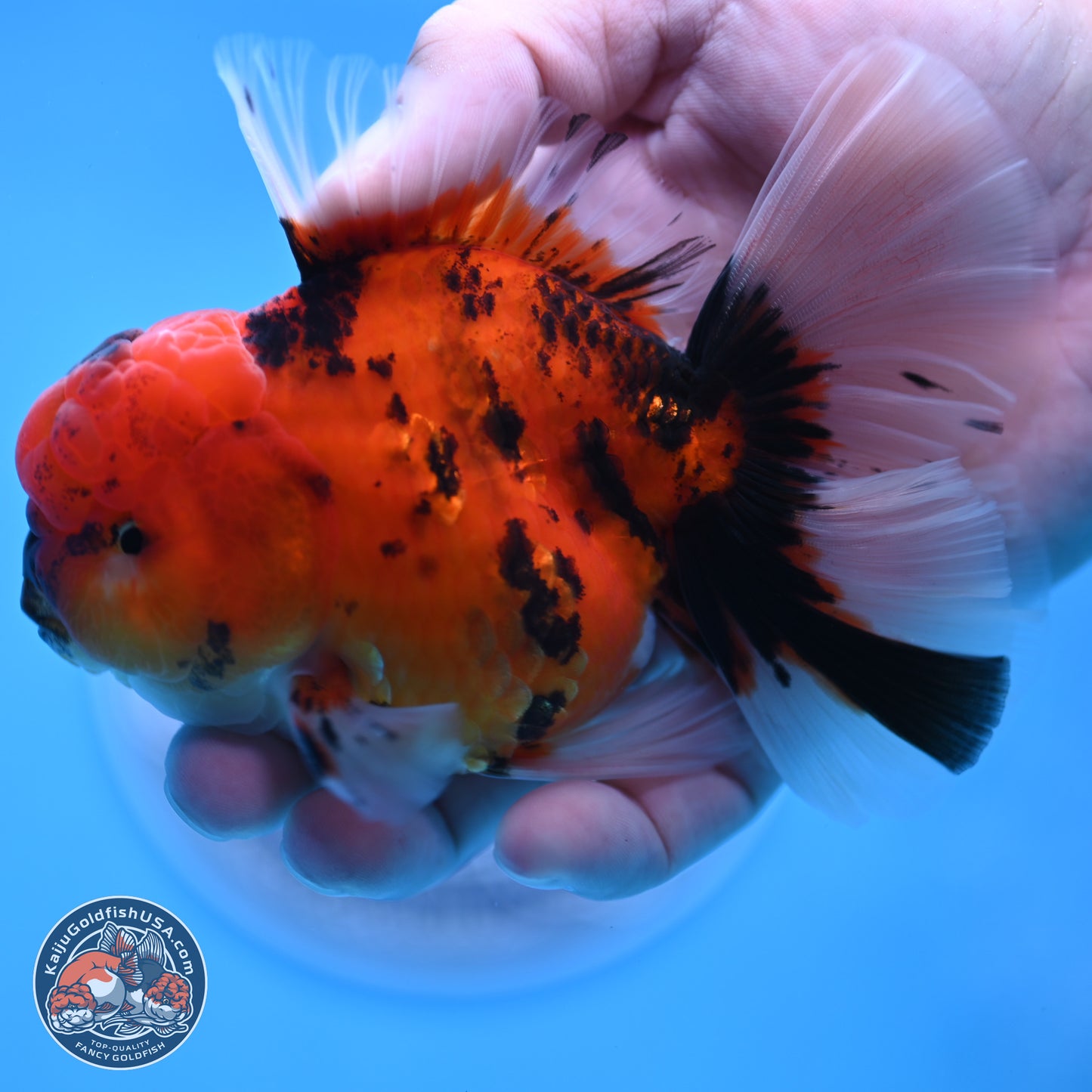 Tiger Orchid Tail Oranda 3.5 inches Body - Male (250307_OR15)