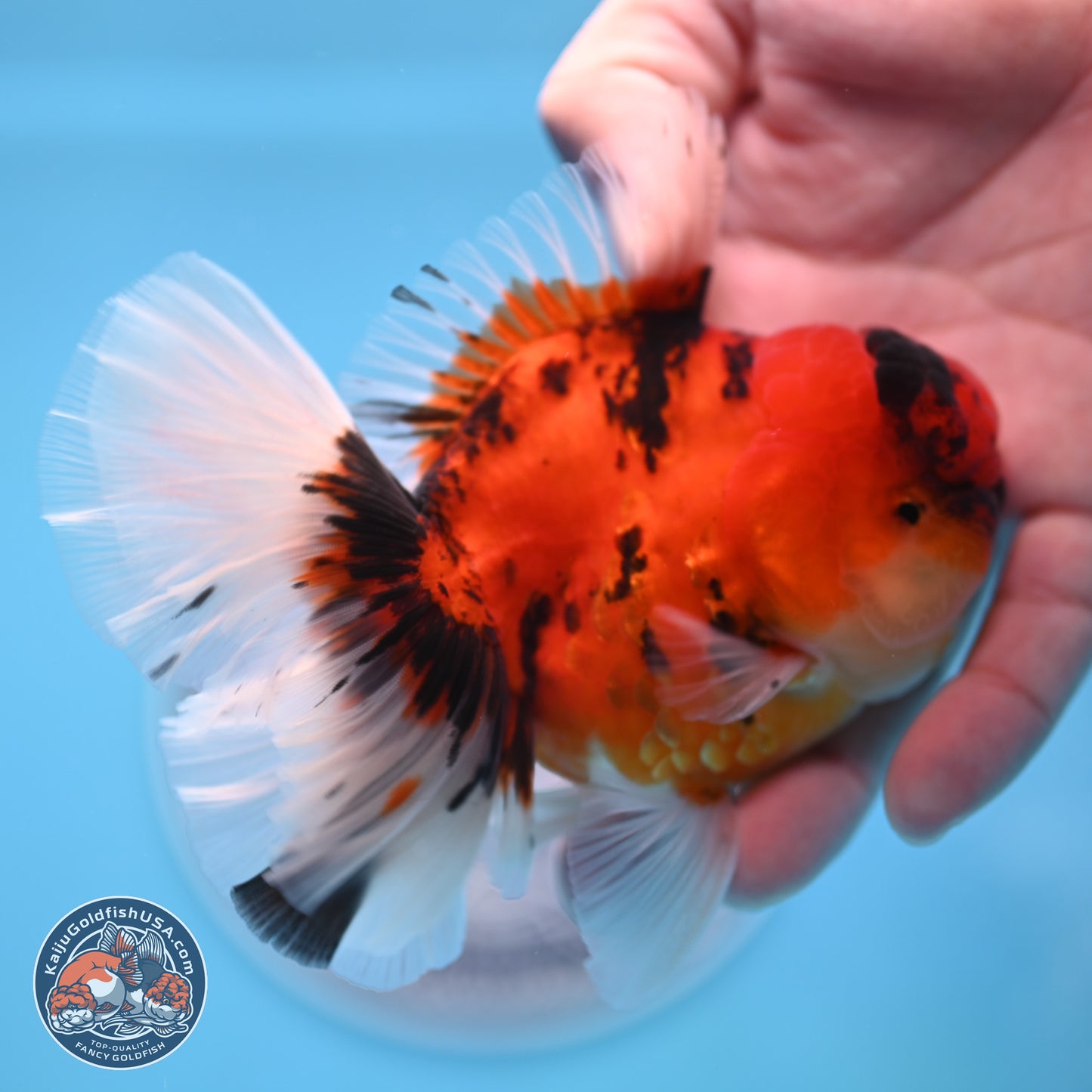 Tiger Orchid Tail Oranda 3.5 inches Body - Male (250307_OR15)