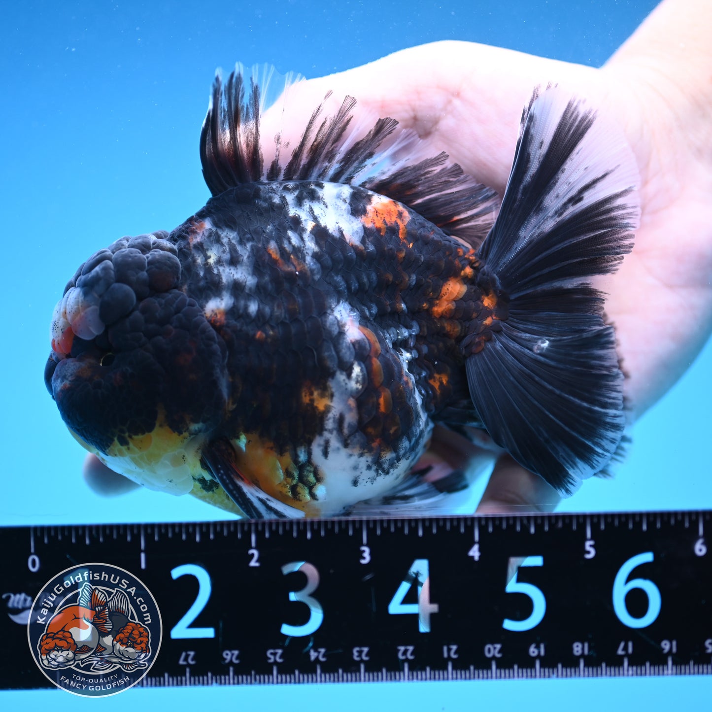 Heavy Ink White Tiger Oranda 4 inch Body (250905_OR15)