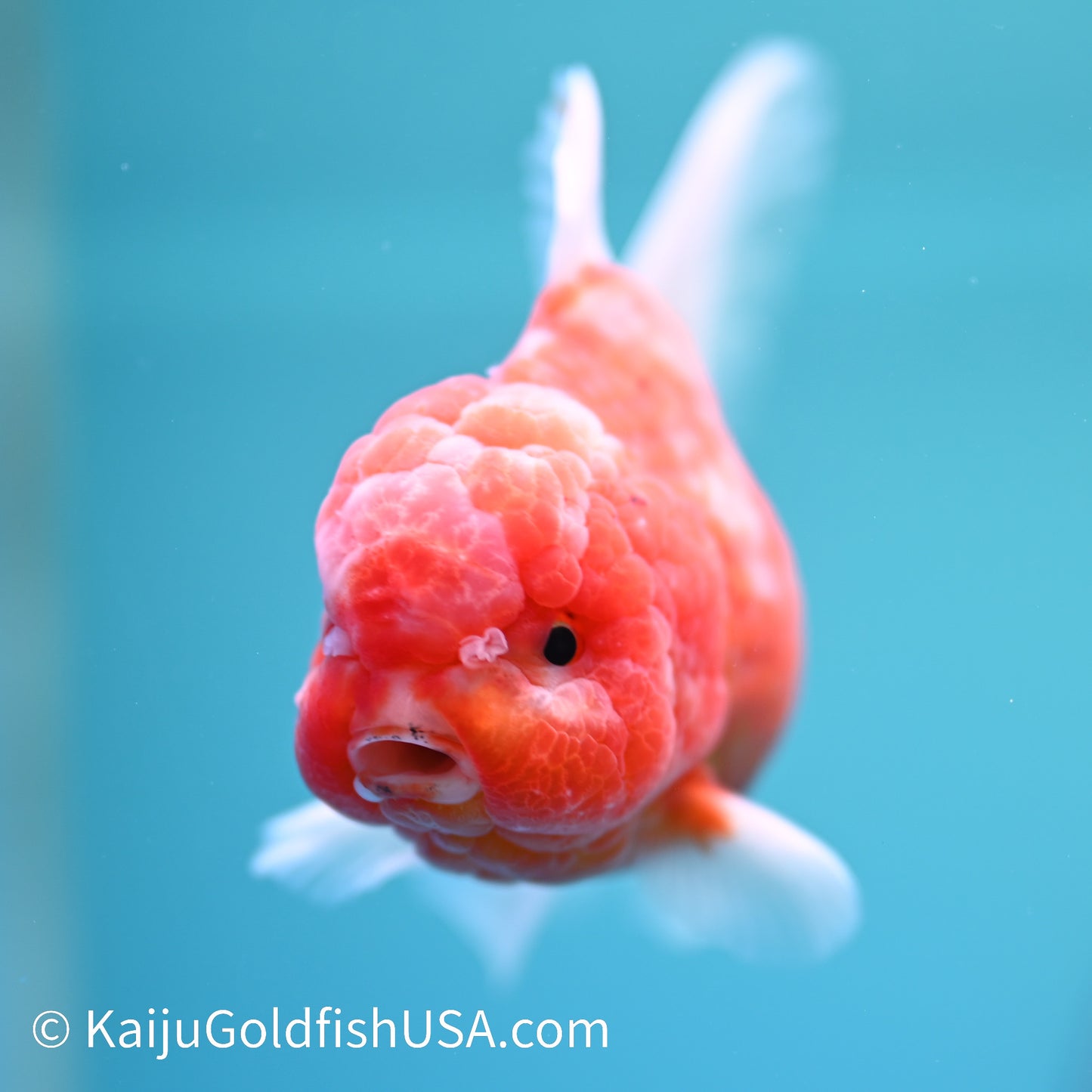 Sakura Rose Tail Oranda 4.5 inches (240405_OR15) - Kaiju Goldfish USA