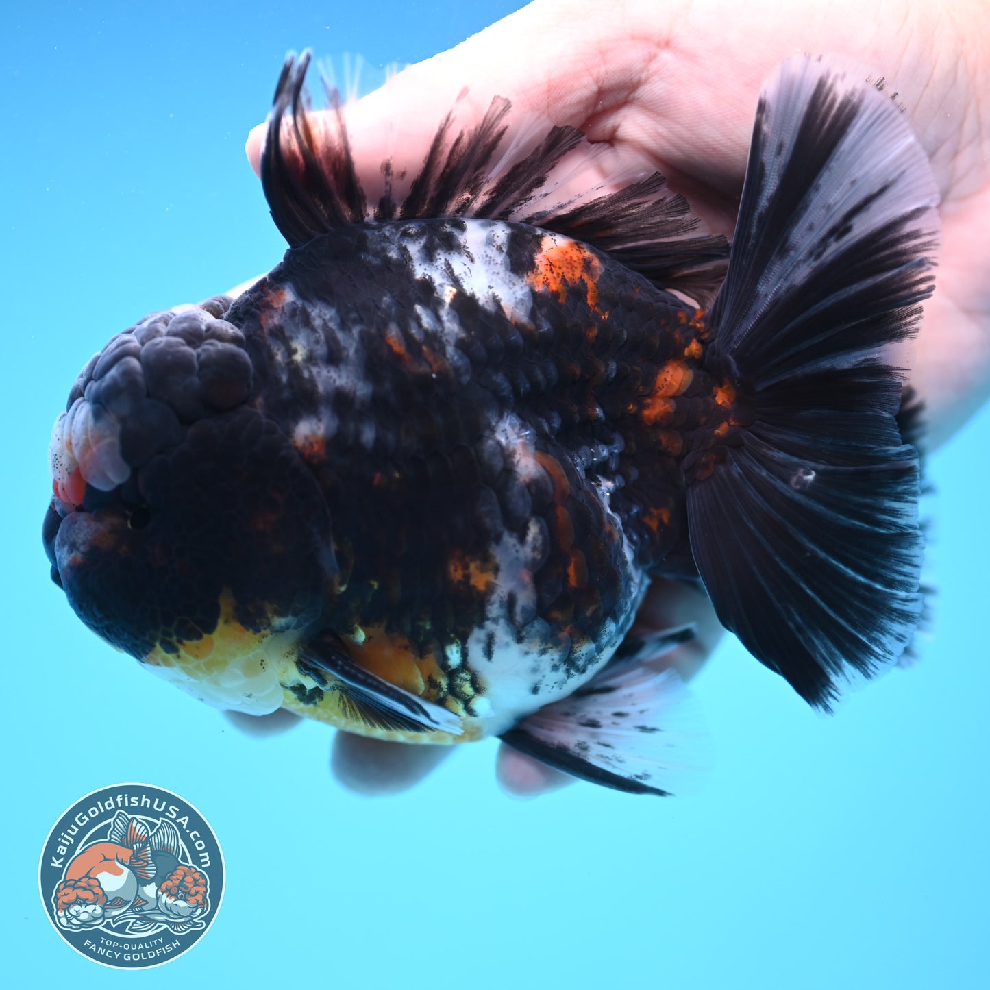 Heavy Ink White Tiger Oranda 4 inch Body (250905_OR15)