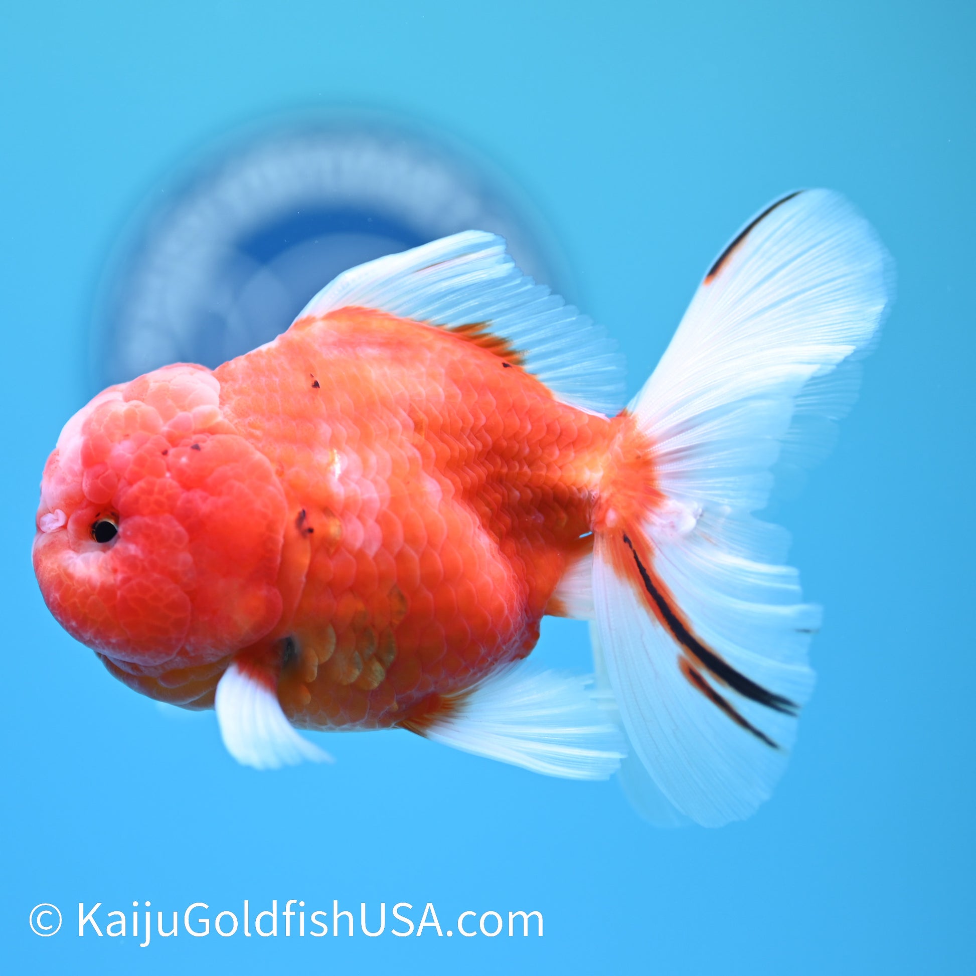 Sakura Rose Tail Oranda 4.5 inches (240405_OR15) - Kaiju Goldfish USA