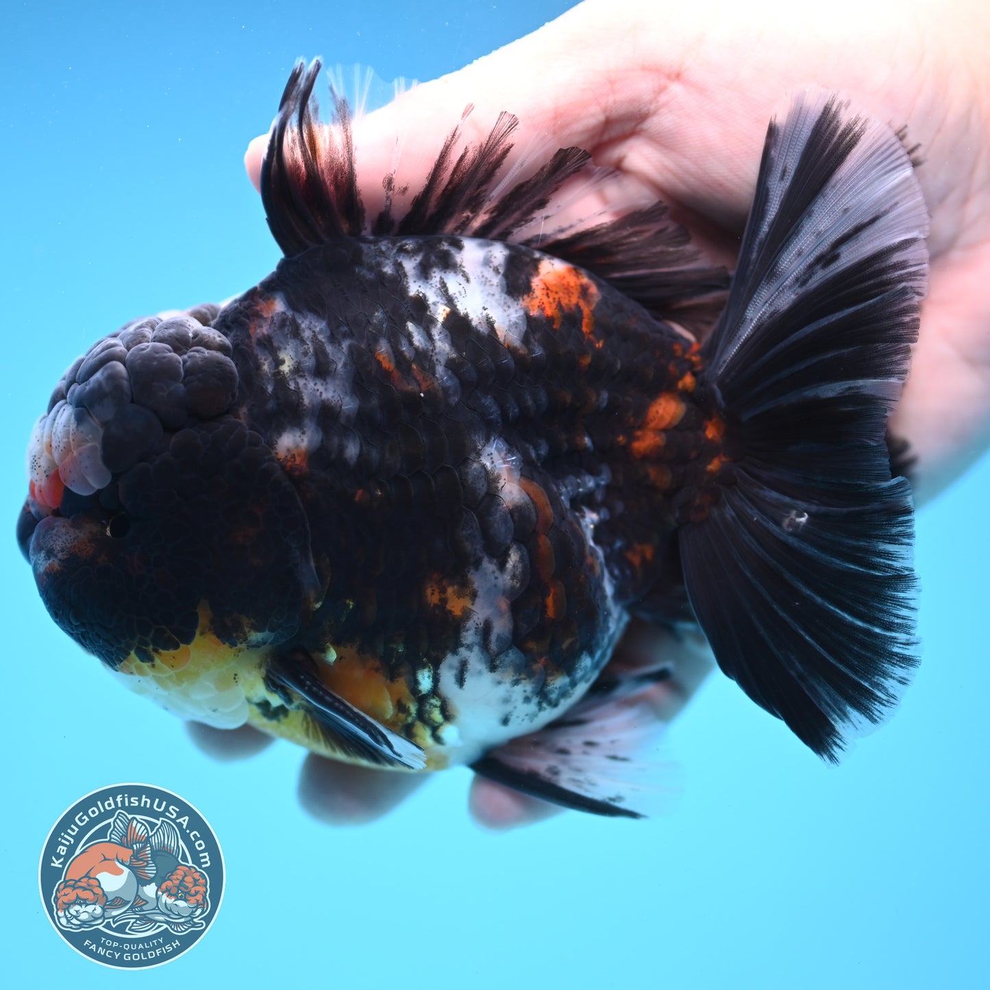 Heavy Ink White Tiger Oranda 4 inch Body (250905_OR15)