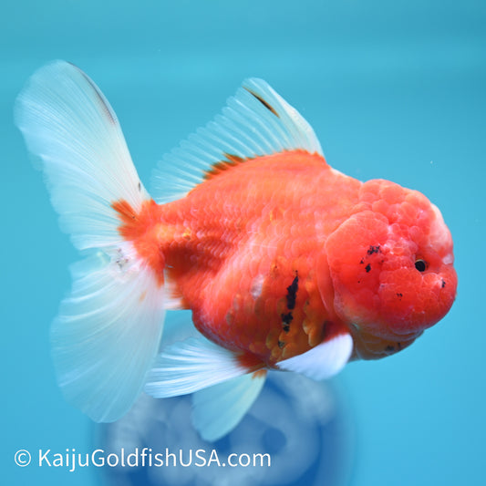 Sakura Rose Tail Oranda 4.5 inches (240405_OR15) - Kaiju Goldfish USA