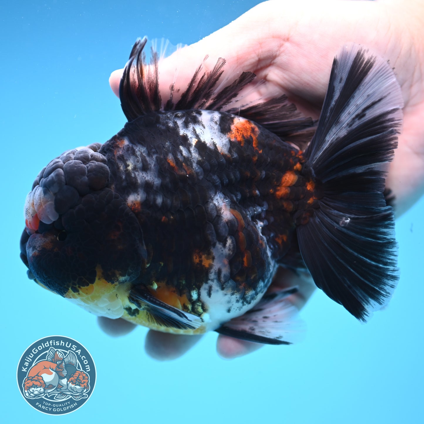Heavy Ink White Tiger Oranda 4 inch Body (250905_OR15)