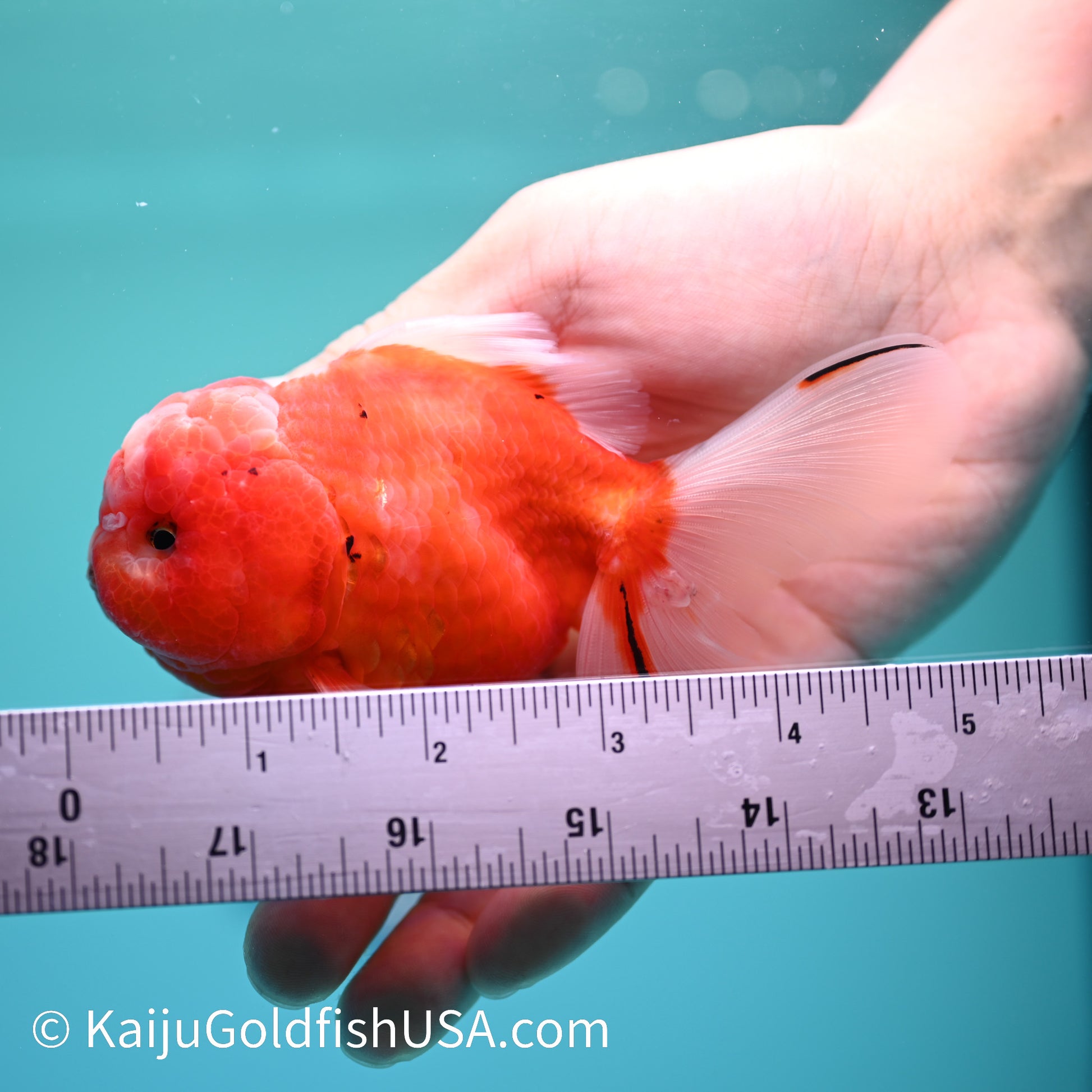 Sakura Rose Tail Oranda 4.5 inches (240405_OR15) - Kaiju Goldfish USA