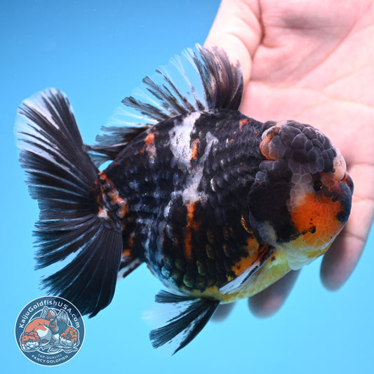 Heavy Ink White Tiger Oranda 4 inch Body (250905_OR15)