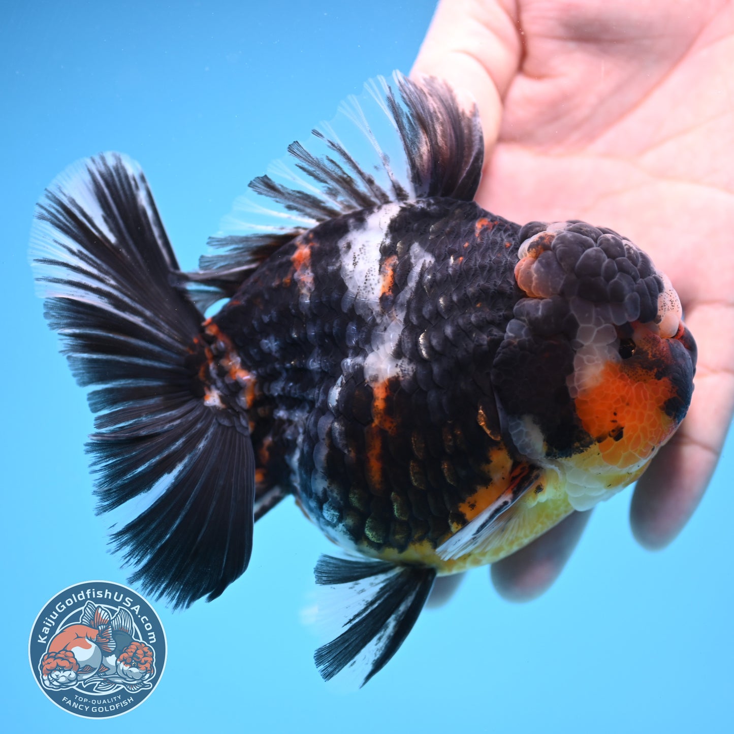 Heavy Ink White Tiger Oranda 4 inch Body (250905_OR15)