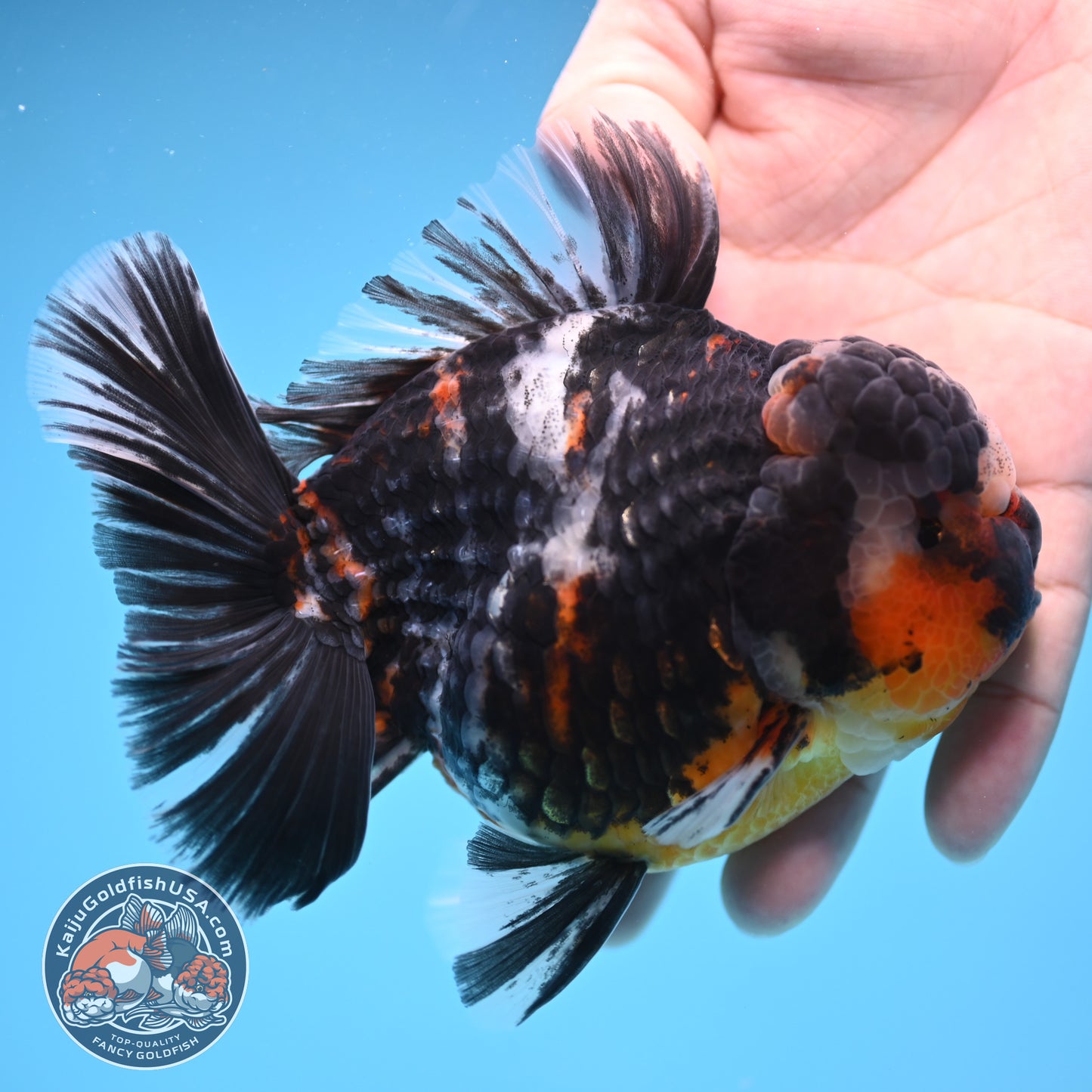 Heavy Ink White Tiger Oranda 4 inch Body (250905_OR15)