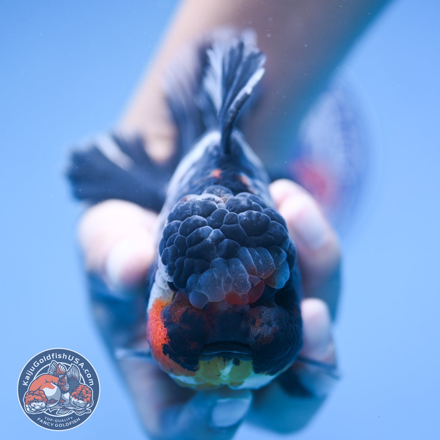 Heavy Ink White Tiger Oranda 4 inch Body (250905_OR15)