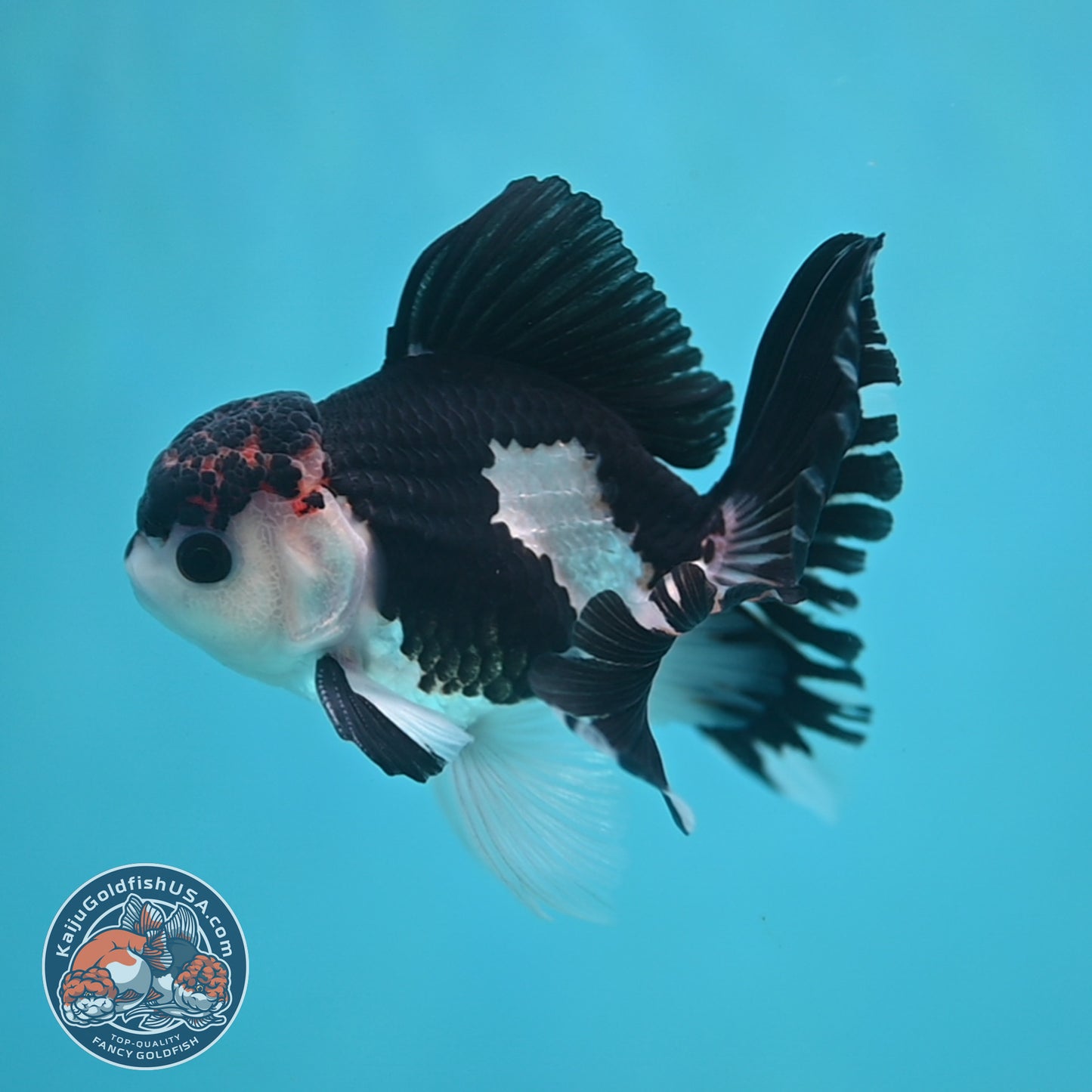 Panda Oranda 3.5 inch Body (250613_OR15)