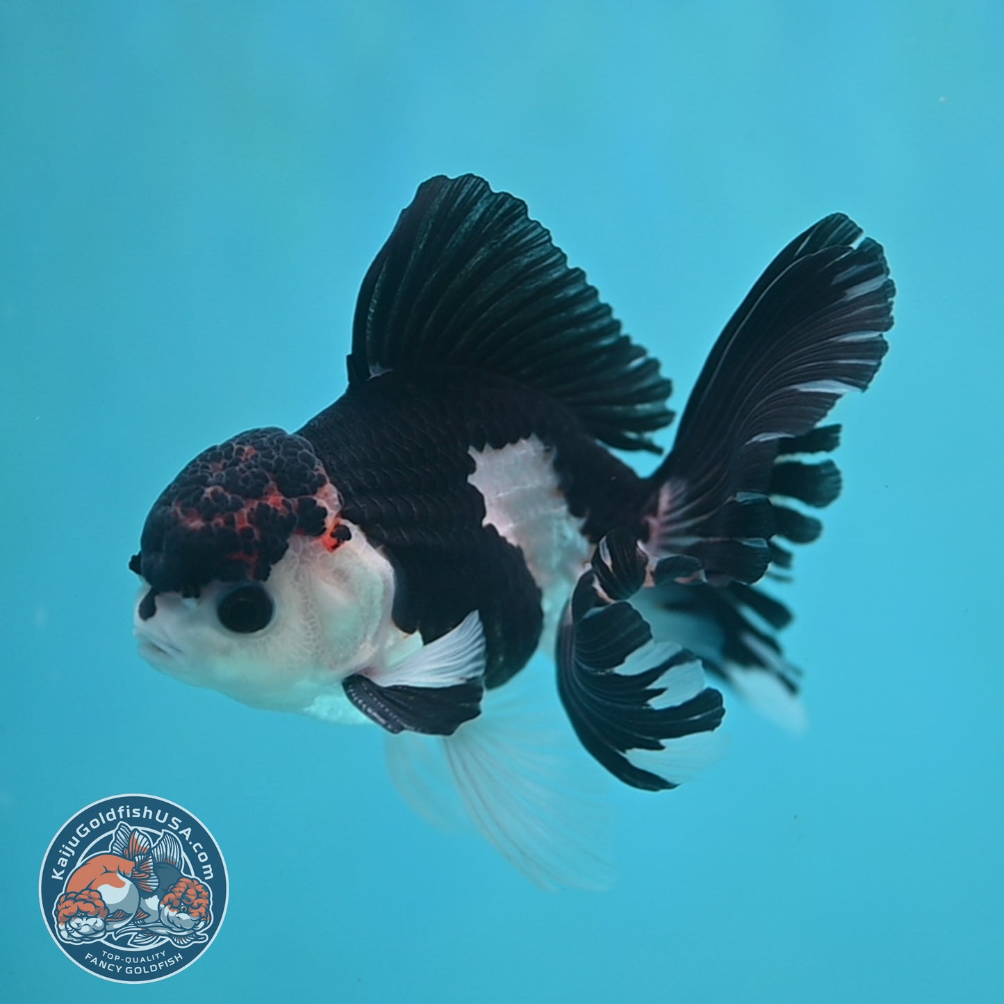 Panda Oranda 3.5 inch Body (250613_OR15)