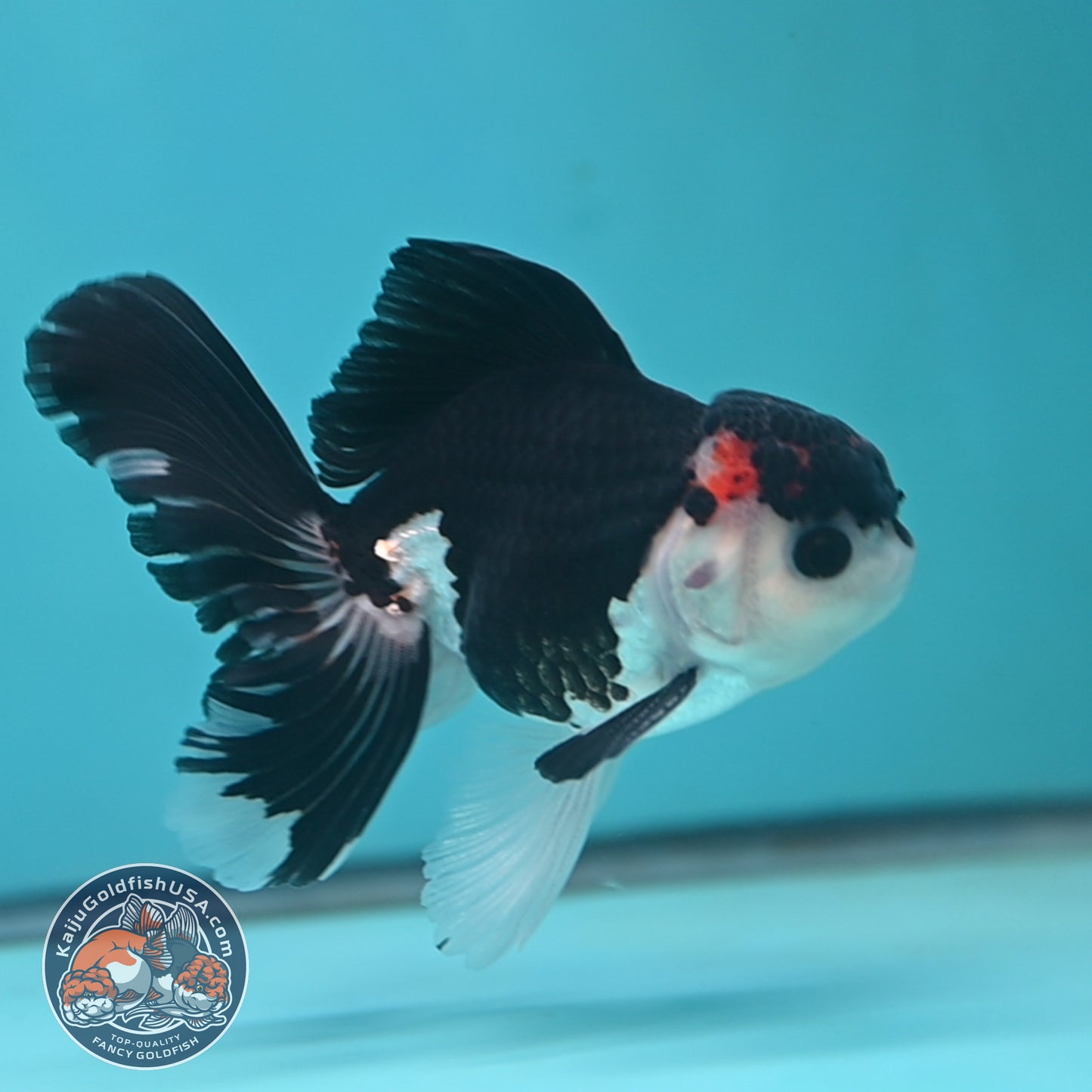 Panda Oranda 3.5 inch Body (250613_OR15)