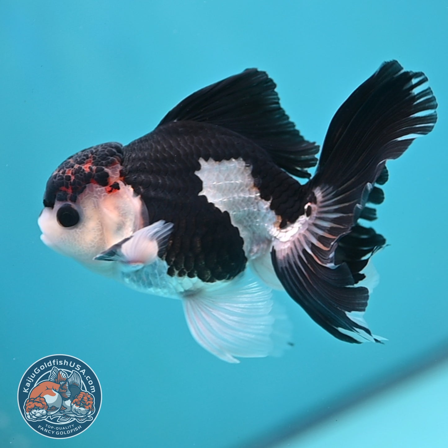 Panda Oranda 3.5 inch Body (250613_OR15)