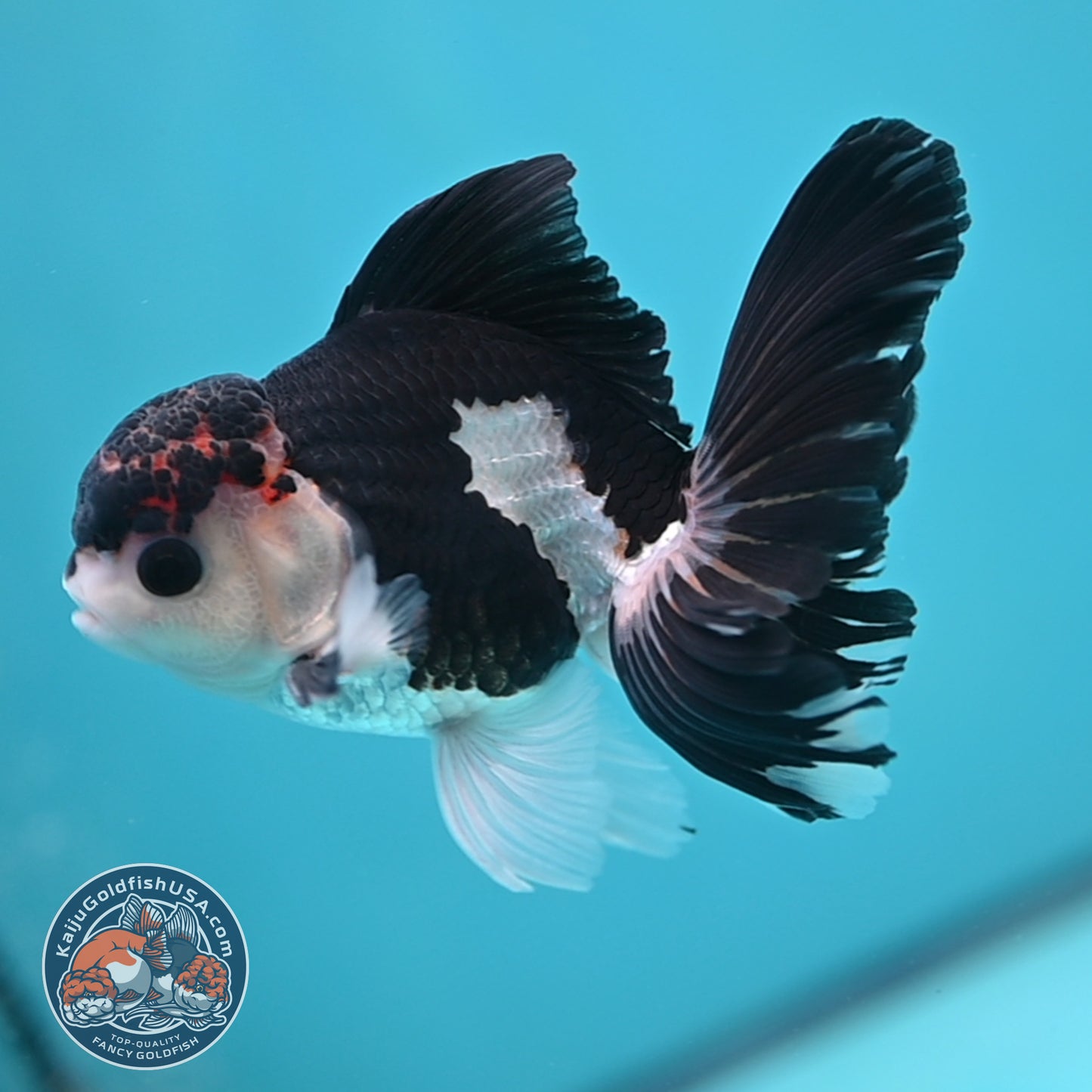 Panda Oranda 3.5 inch Body (250613_OR15)