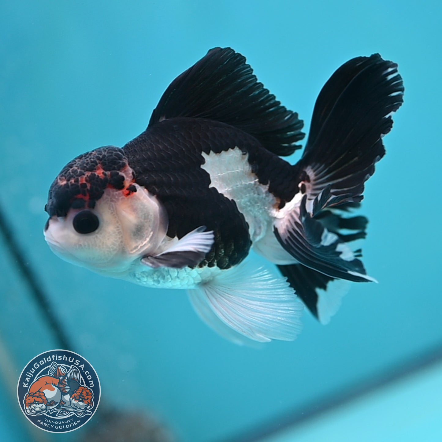Panda Oranda 3.5 inch Body (250613_OR15)
