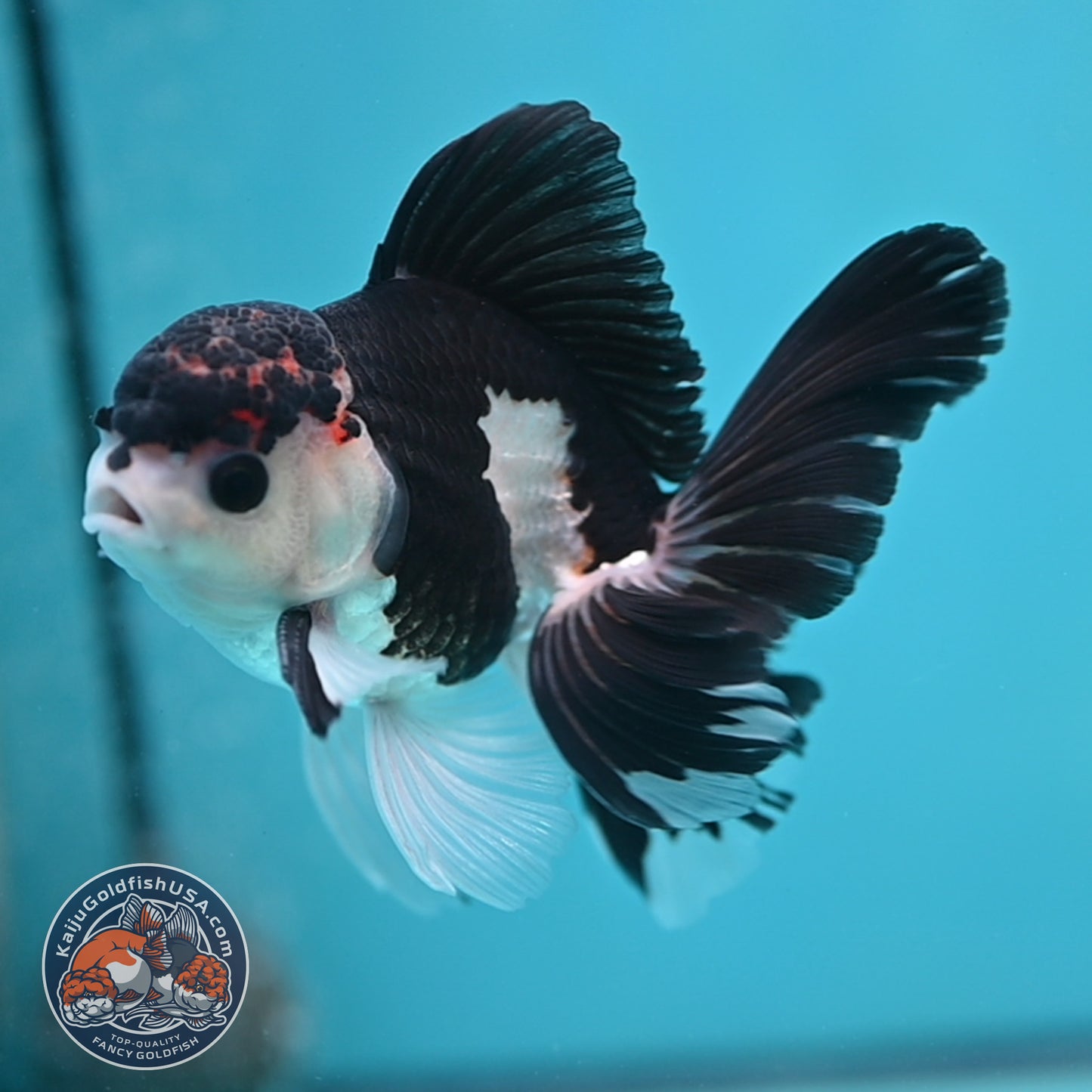 Panda Oranda 3.5 inch Body (250613_OR15)