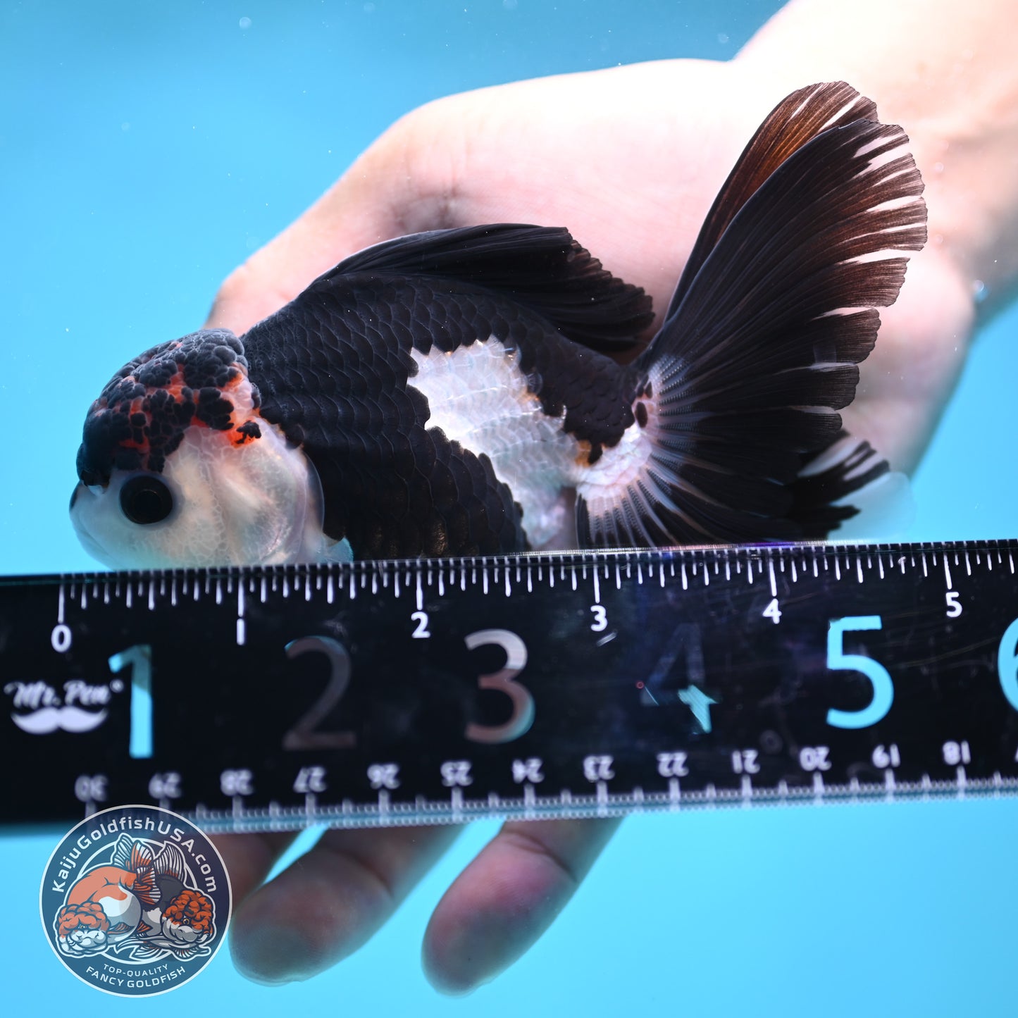 Panda Oranda 3.5 inch Body (250613_OR15)