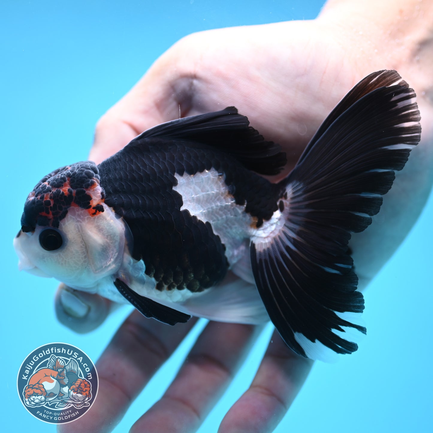 Panda Oranda 3.5 inch Body (250613_OR15)