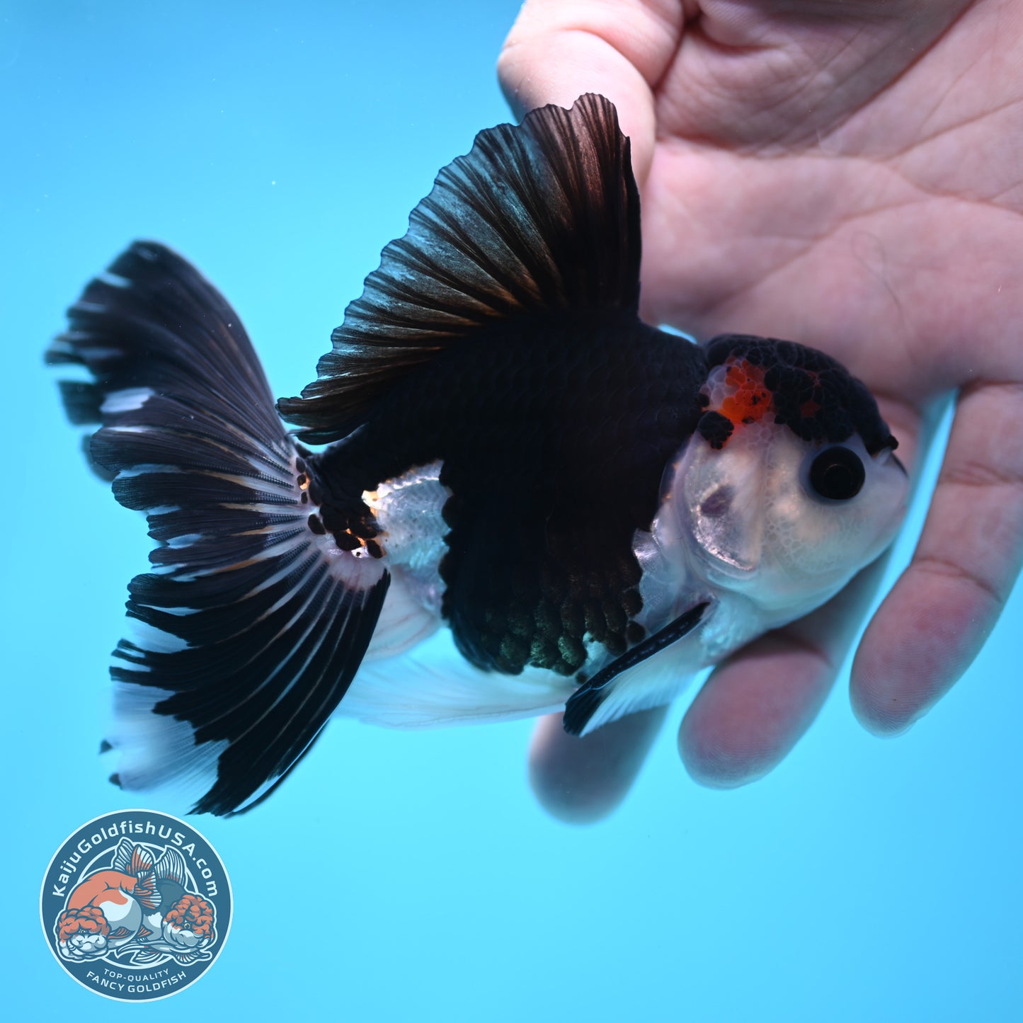 Panda Oranda 3.5 inch Body (250613_OR15)