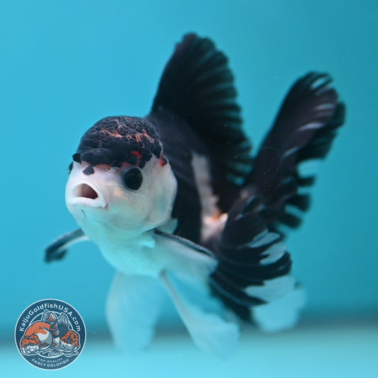 Panda Oranda 3.5 inch Body (250613_OR15)