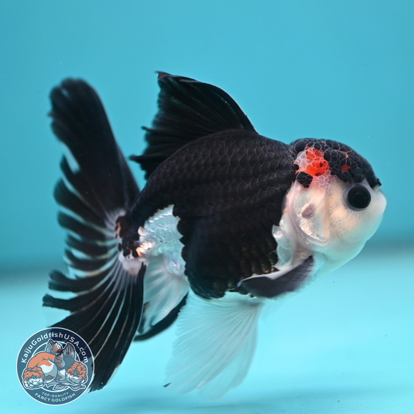 Panda Oranda 3.5 inch Body (250613_OR15)