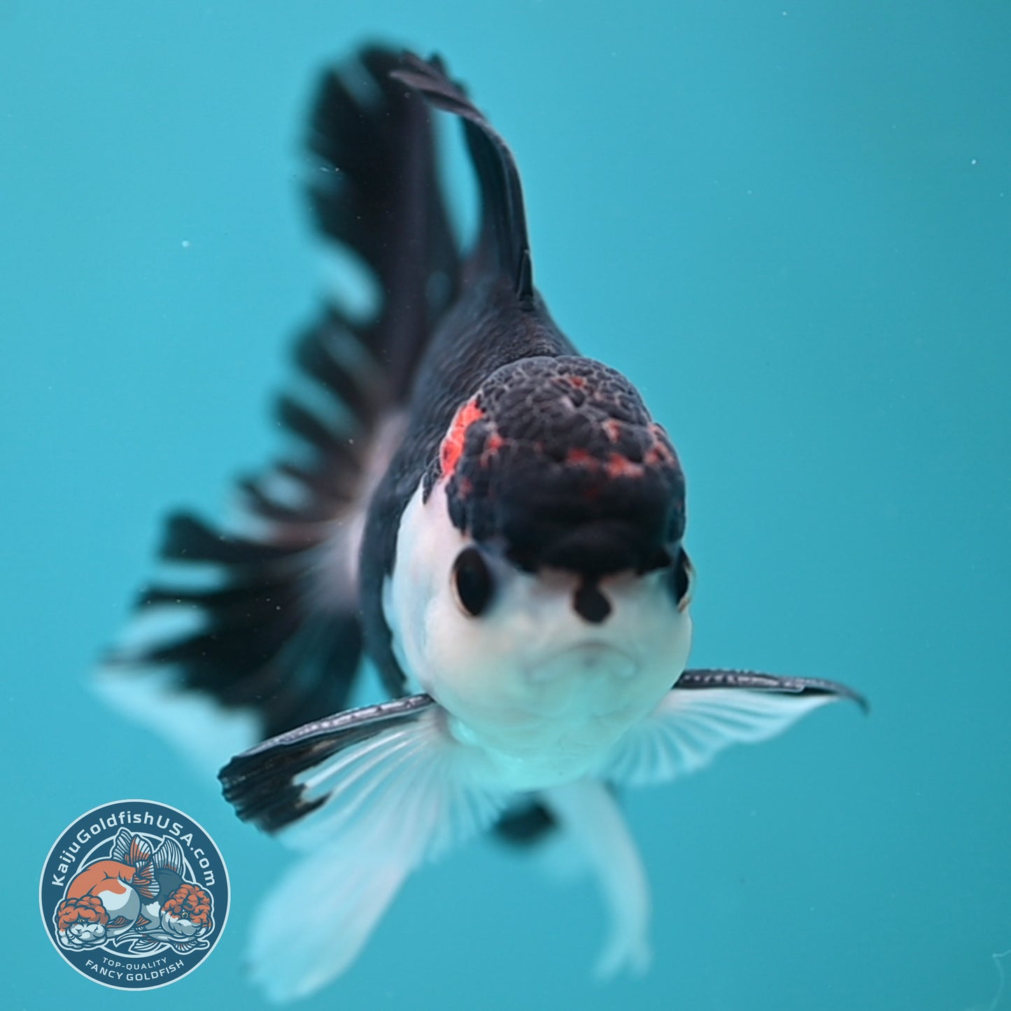 Panda Oranda 3.5 inch Body (250613_OR15)
