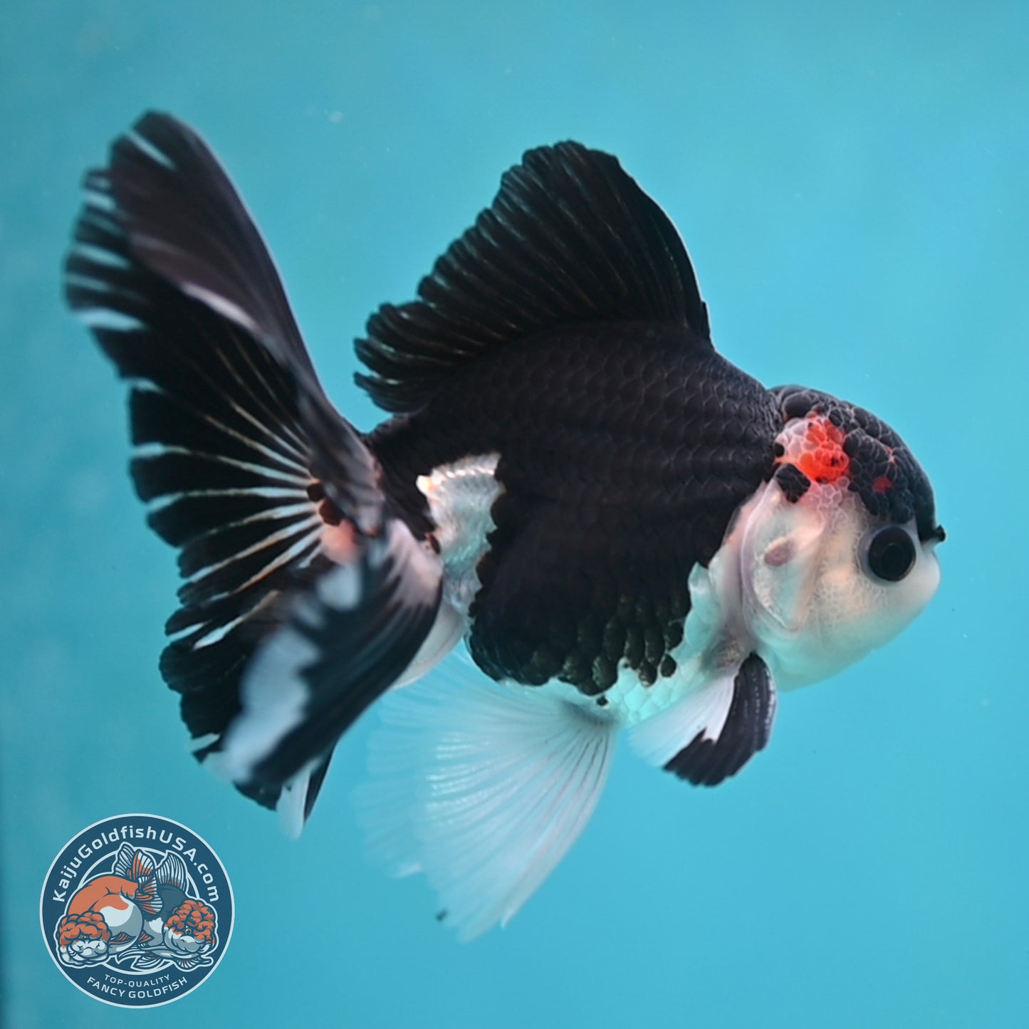 Panda Oranda 3.5 inch Body (250613_OR15)