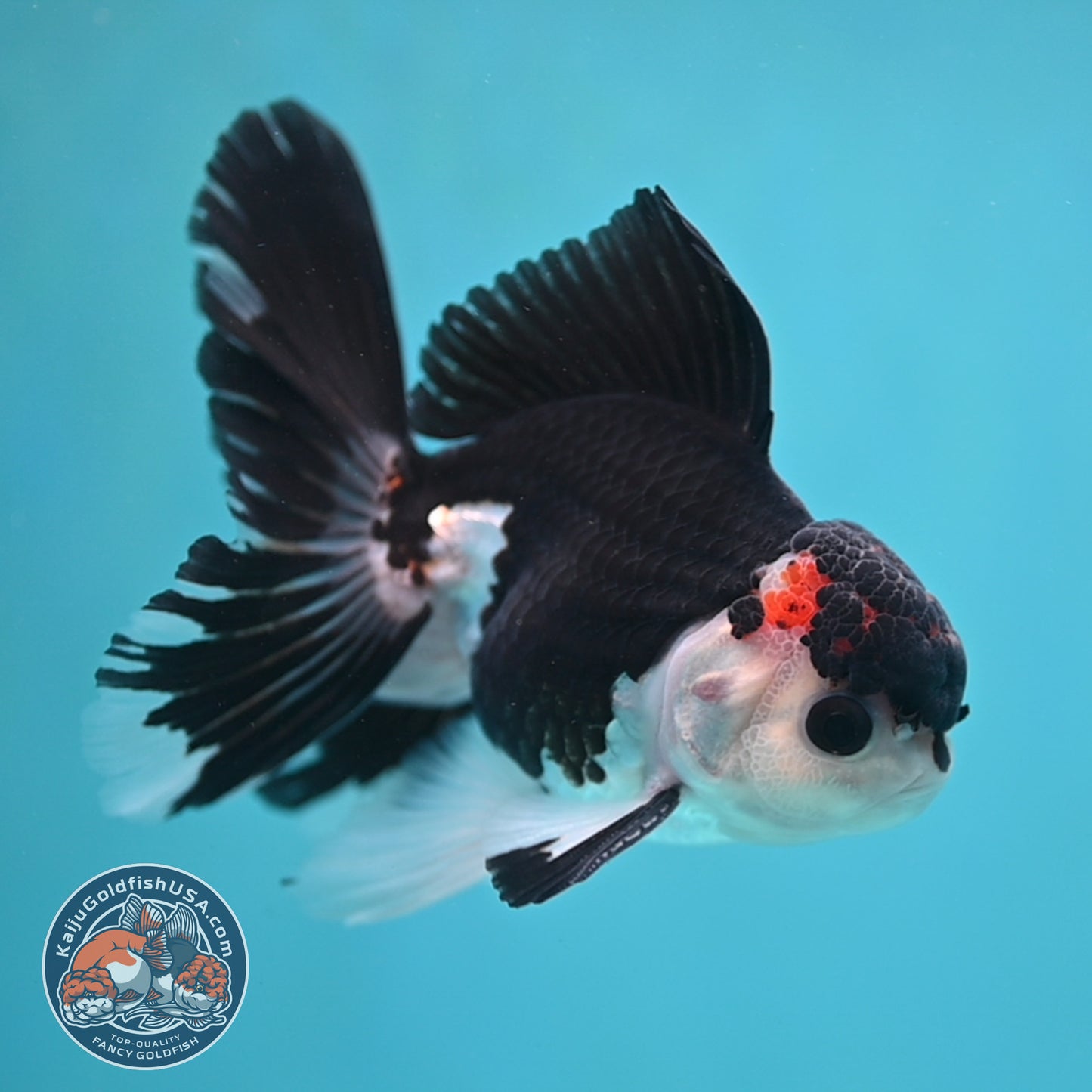 Panda Oranda 3.5 inch Body (250613_OR15)