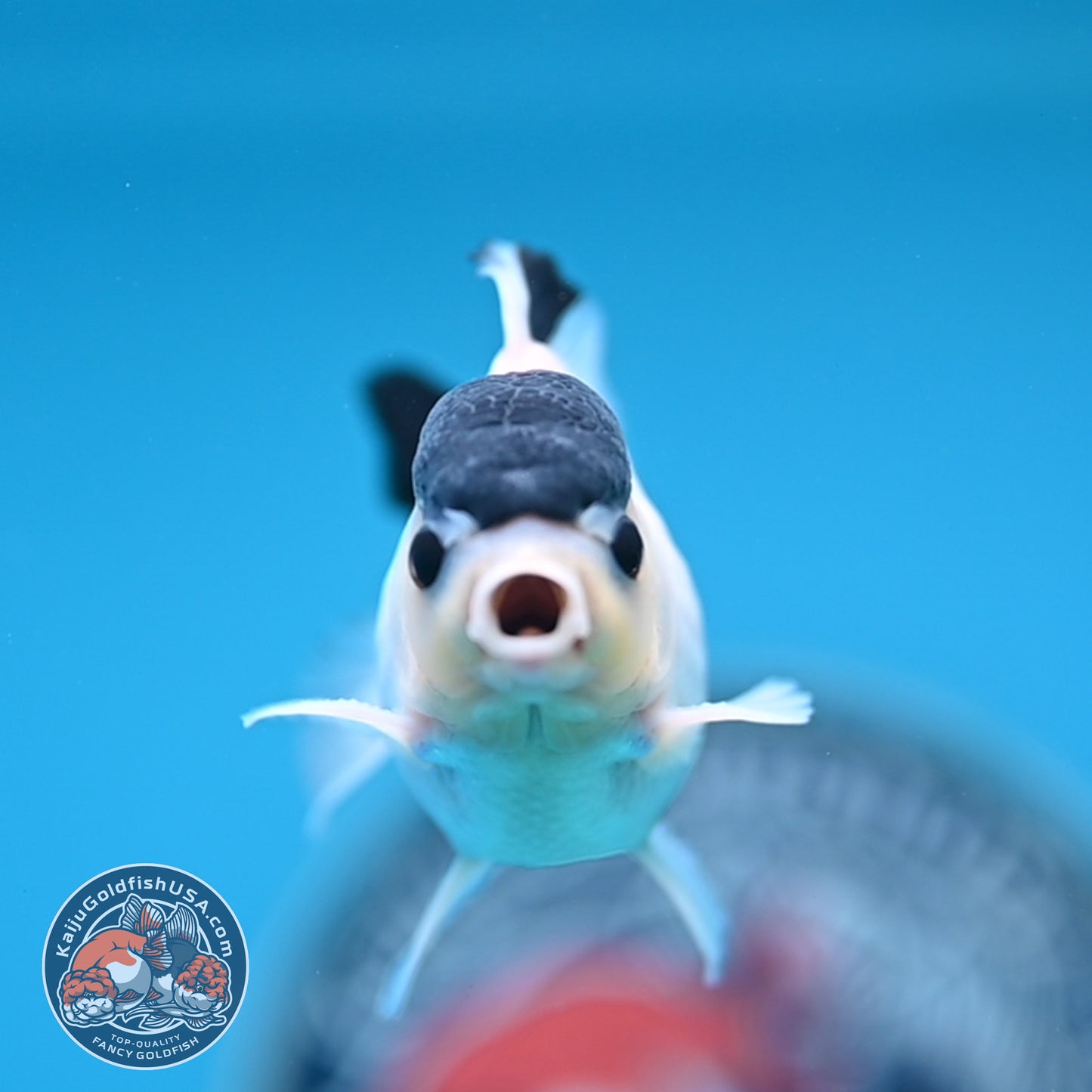 FREE2DAY Shipping - Panda Oranda 2.8 inches Body (250516_OR15)