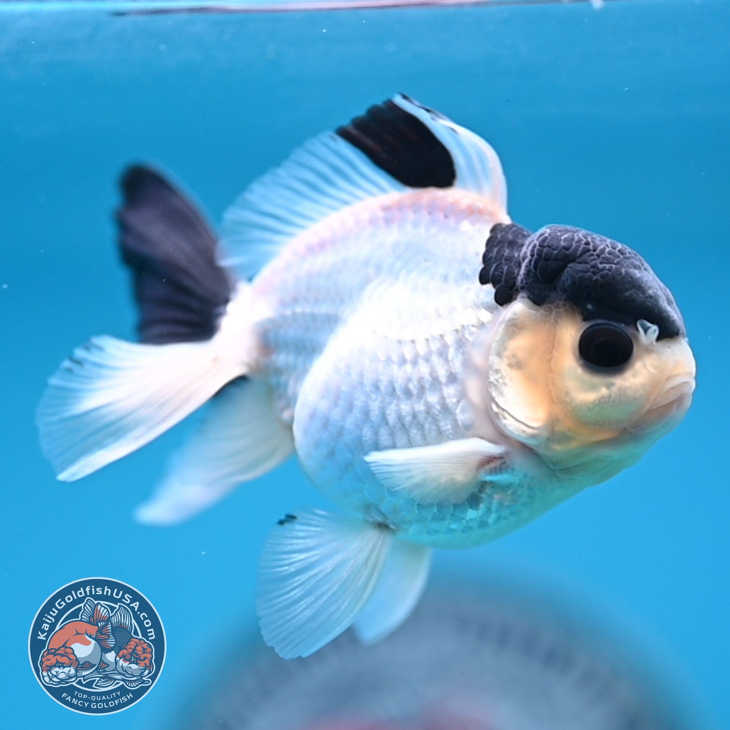 FREE2DAY Shipping - Panda Oranda 2.8 inches Body (250516_OR15)