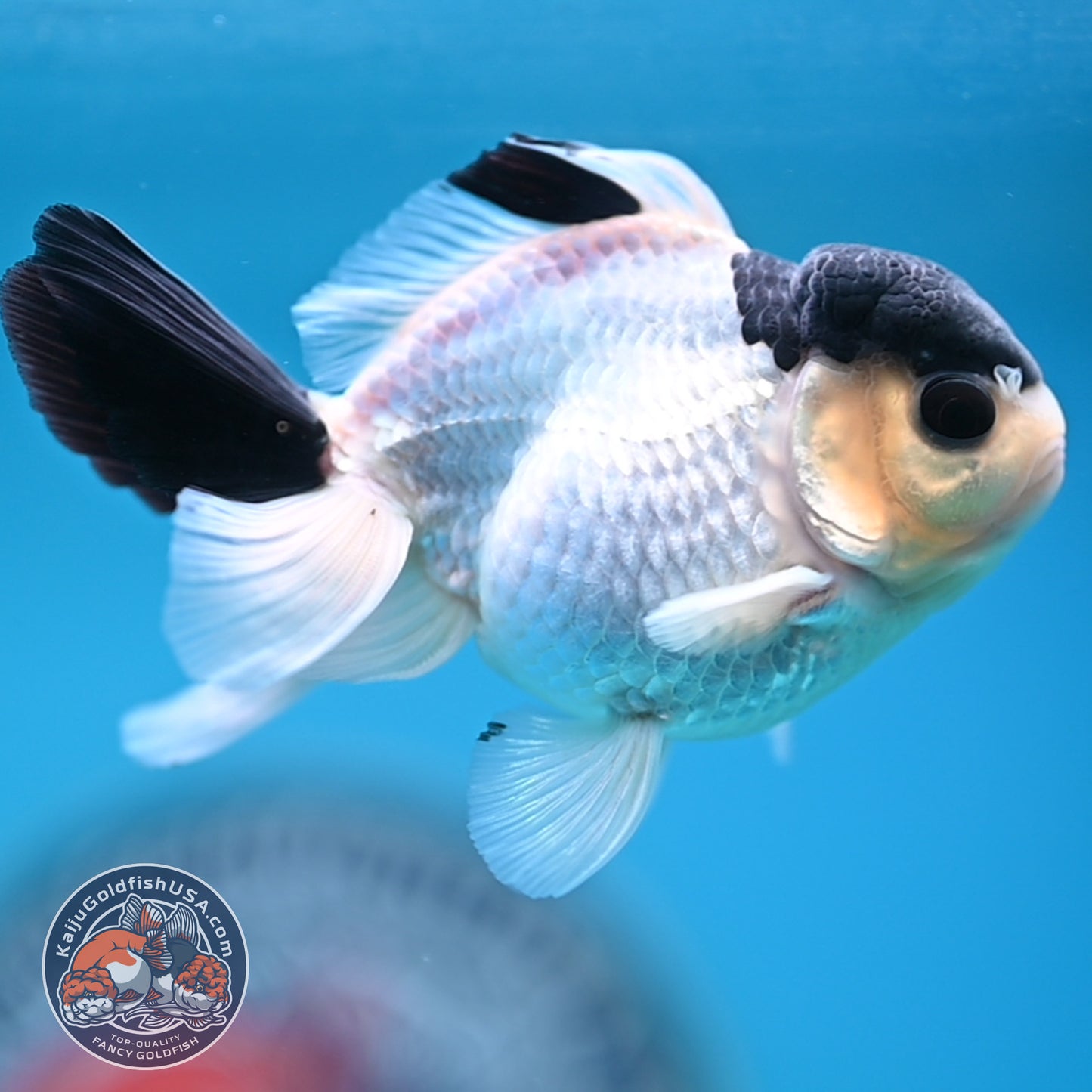 FREE2DAY Shipping - Panda Oranda 2.8 inches Body (250516_OR15)