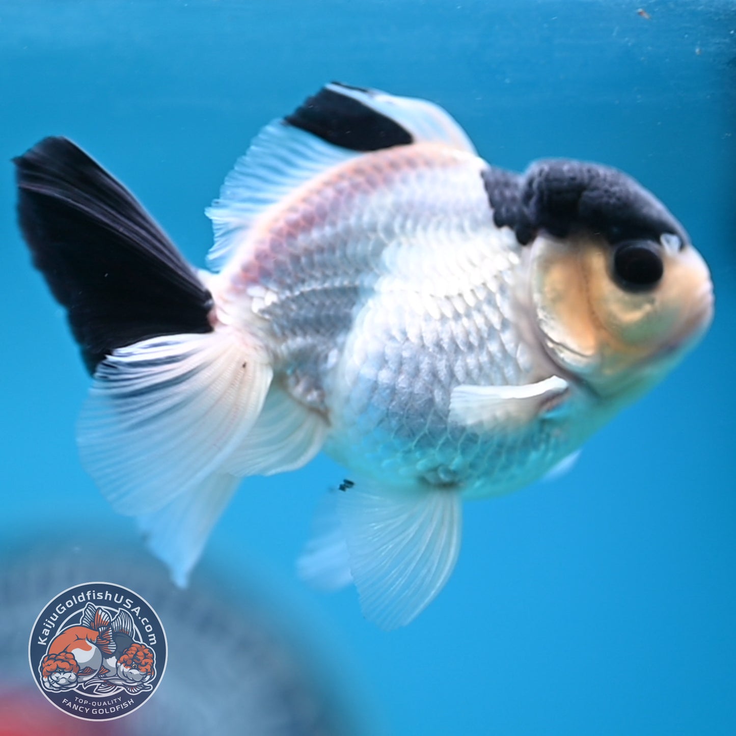 FREE2DAY Shipping - Panda Oranda 2.8 inches Body (250516_OR15)
