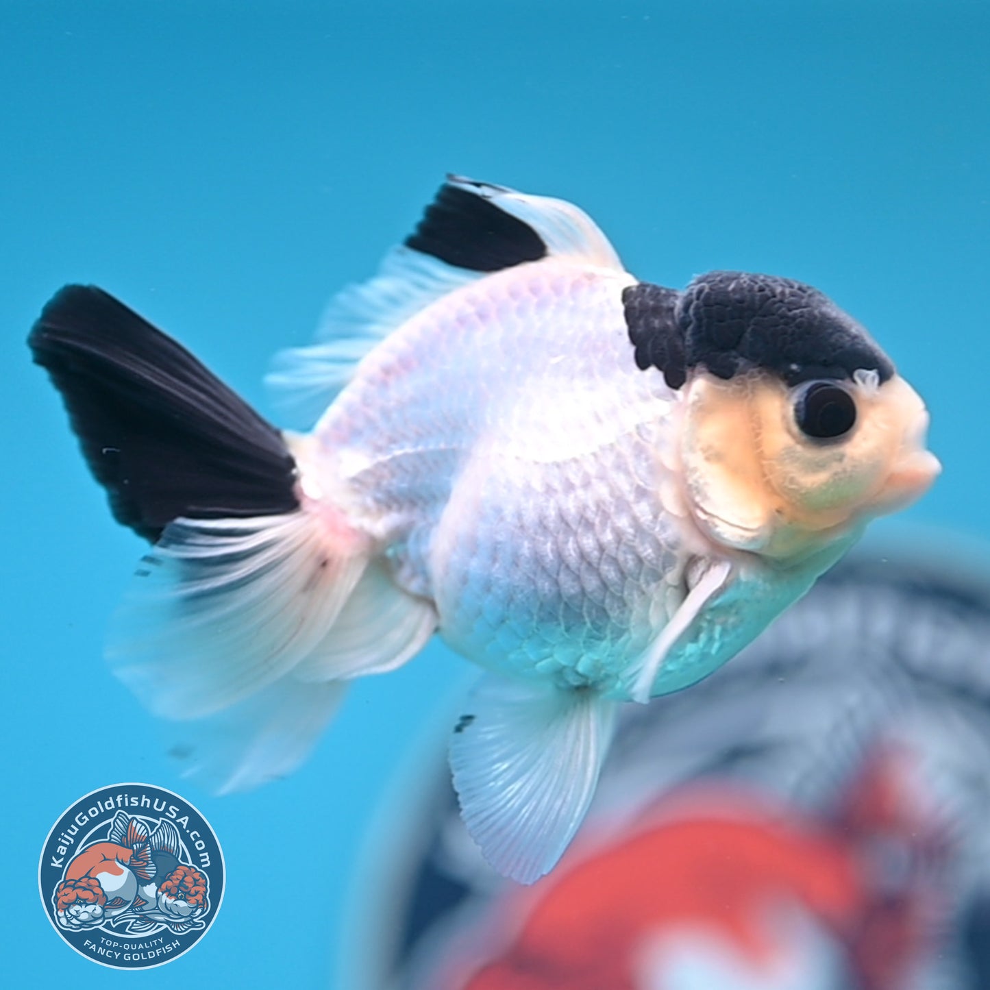 FREE2DAY Shipping - Panda Oranda 2.8 inches Body (250516_OR15)