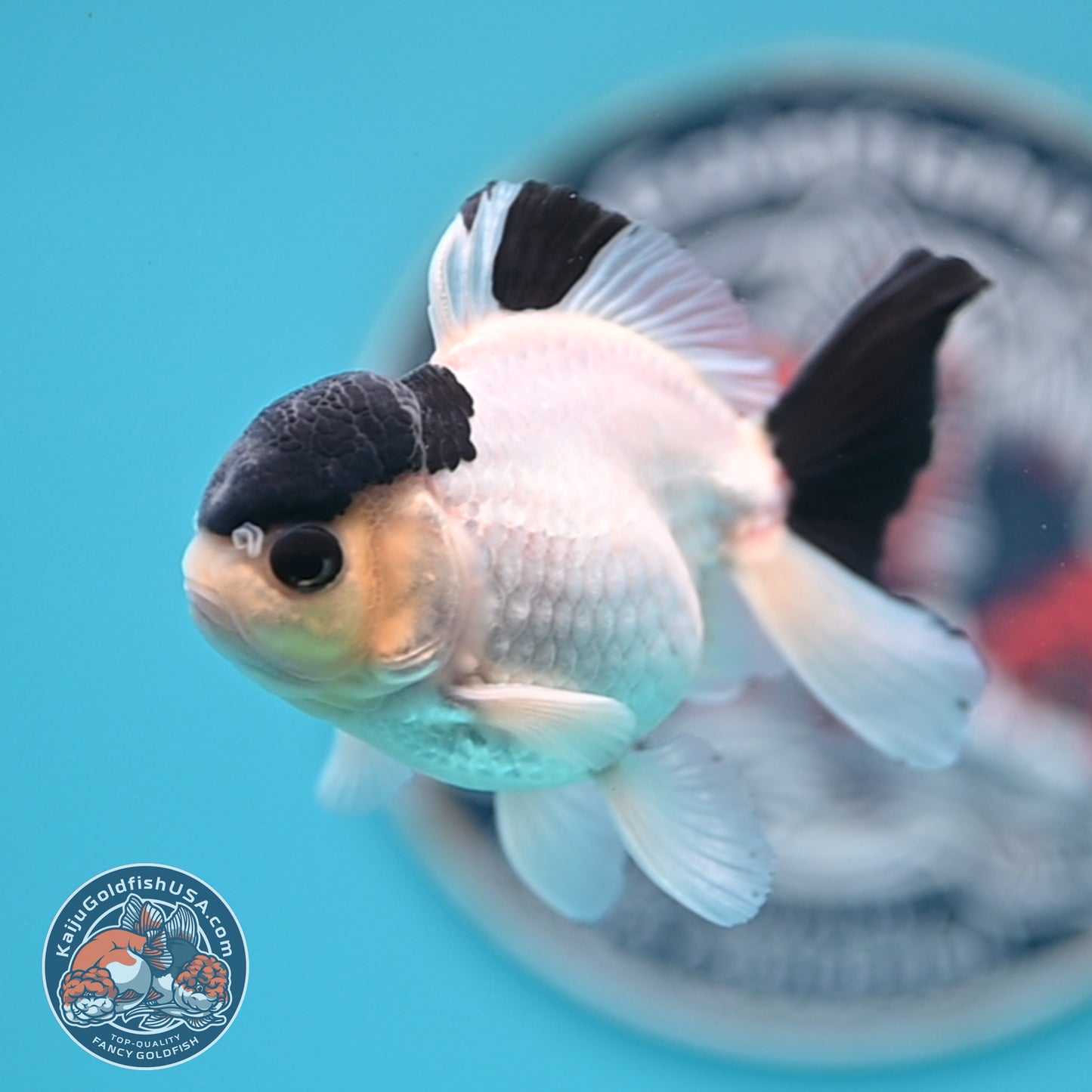 FREE2DAY Shipping - Panda Oranda 2.8 inches Body (250516_OR15)