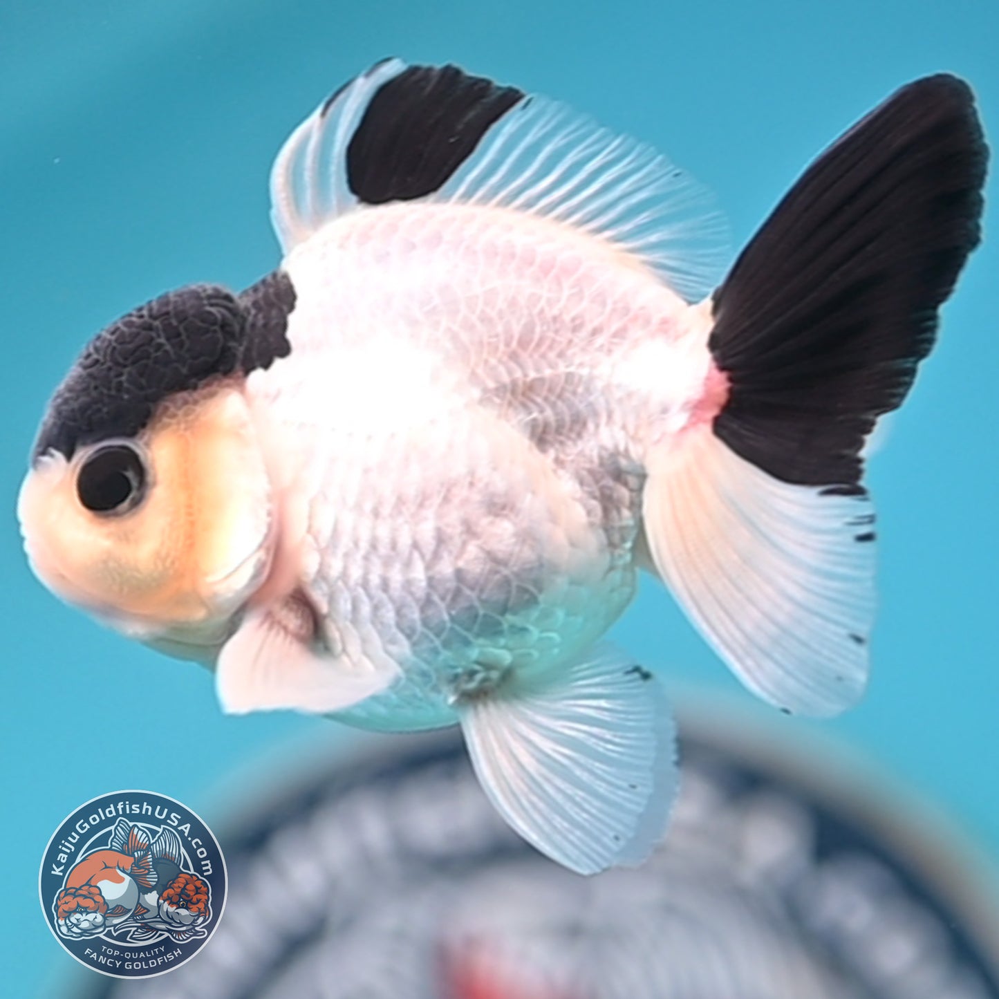 FREE2DAY Shipping - Panda Oranda 2.8 inches Body (250516_OR15)