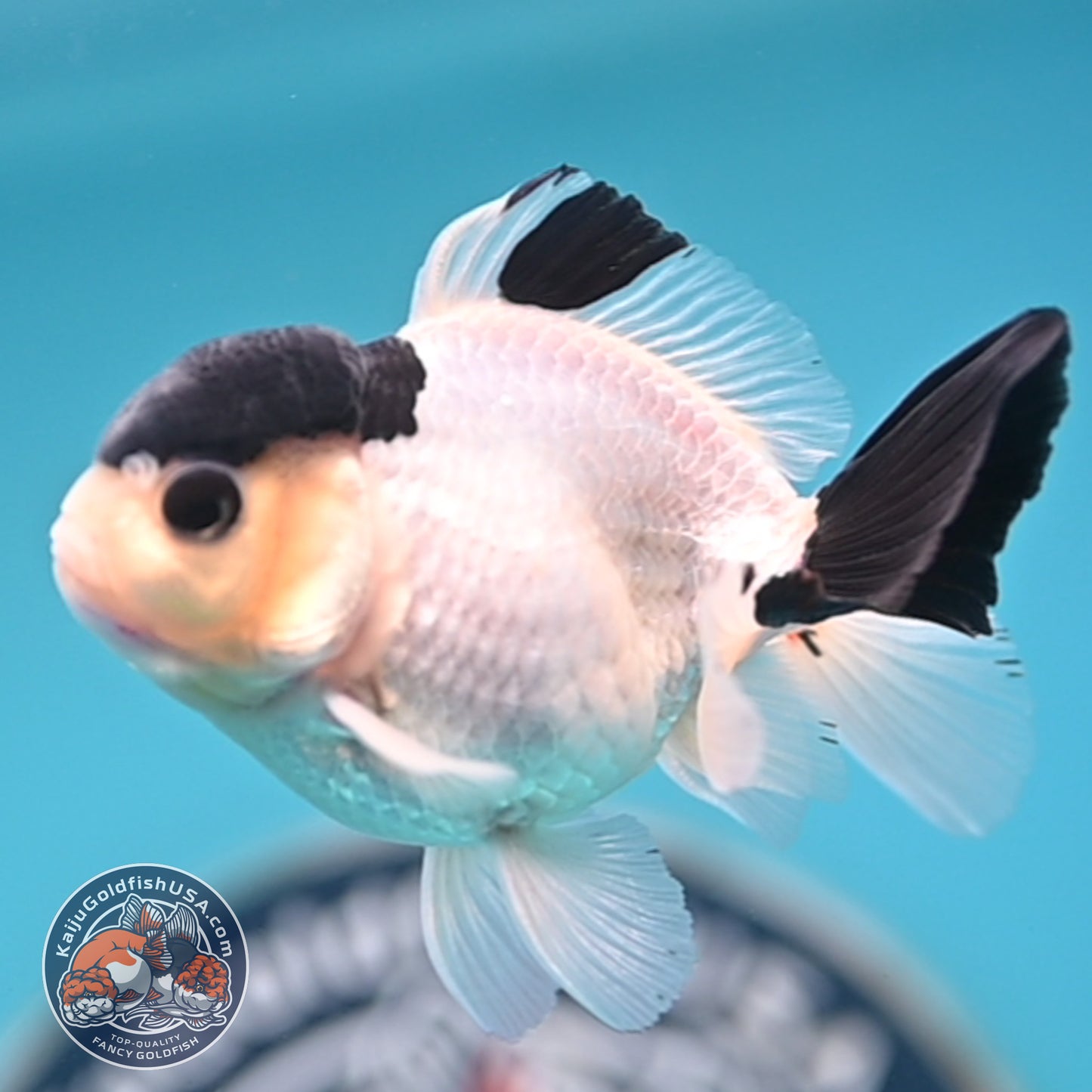 FREE2DAY Shipping - Panda Oranda 2.8 inches Body (250516_OR15)